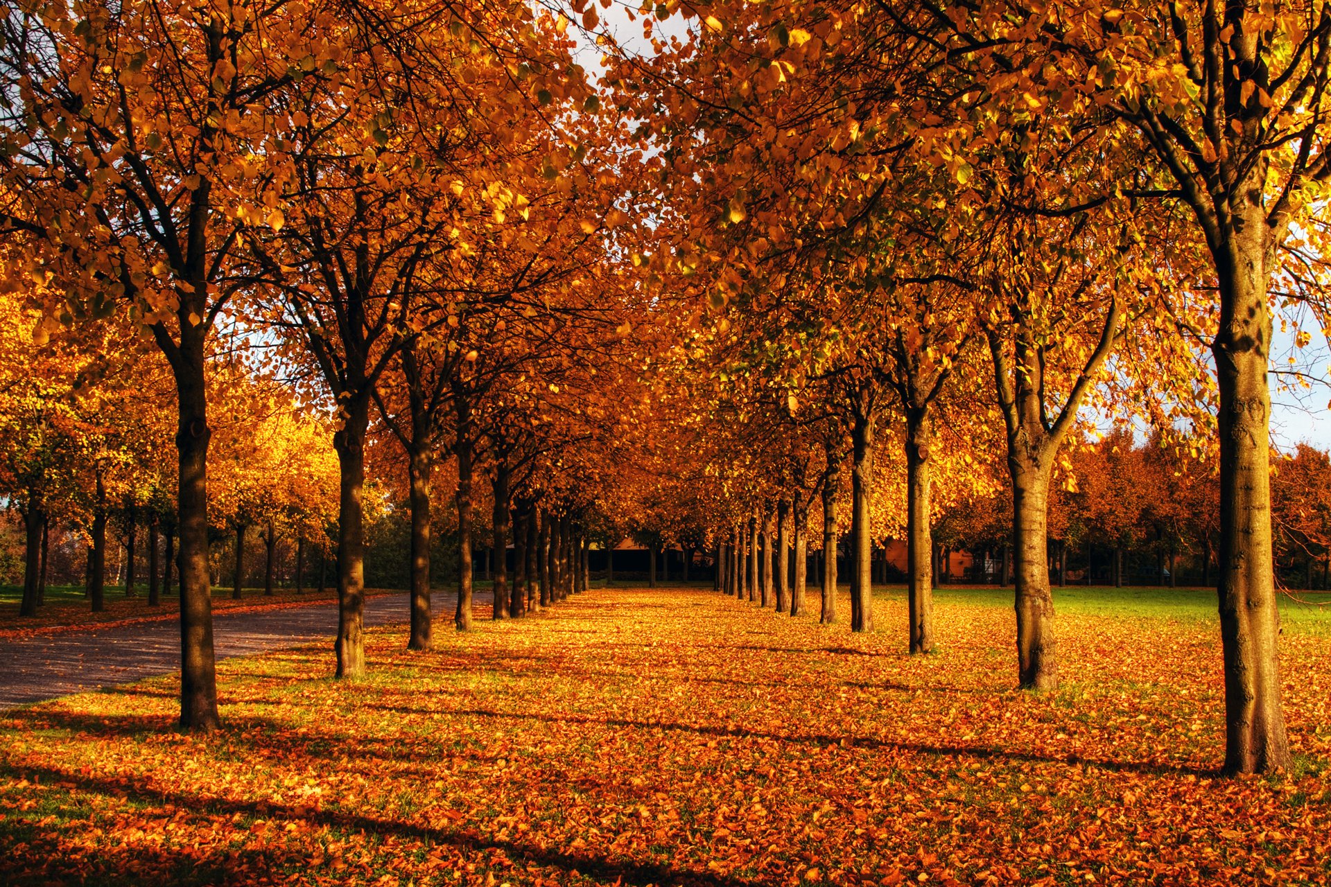 autumn red leaves park alley tree branch landing lawn track blue sky sun day shadow