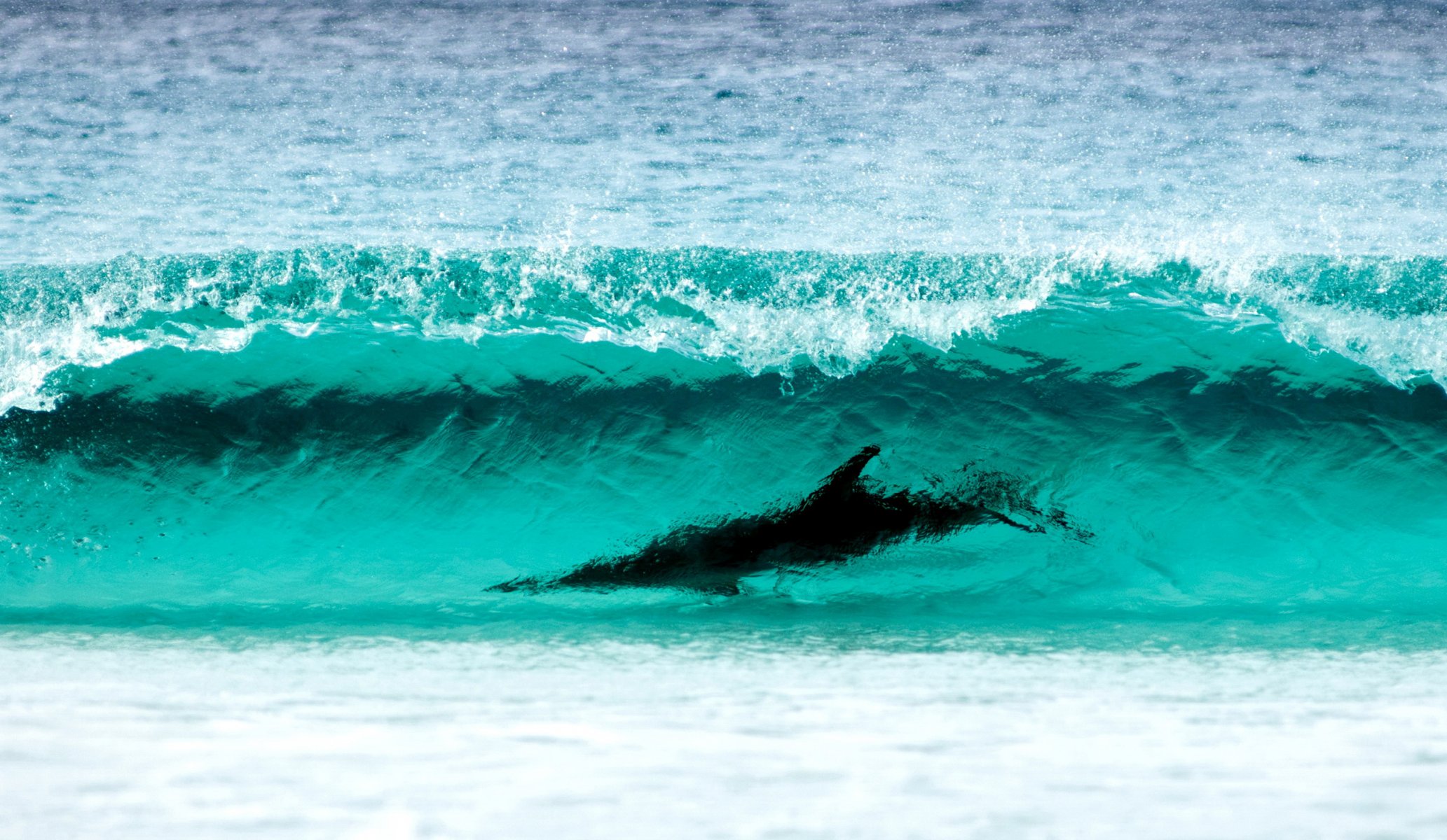 surfing delfin przylądek le grand np va morze brzeg woda fala turkusowy natura zapiera dech w piersiach