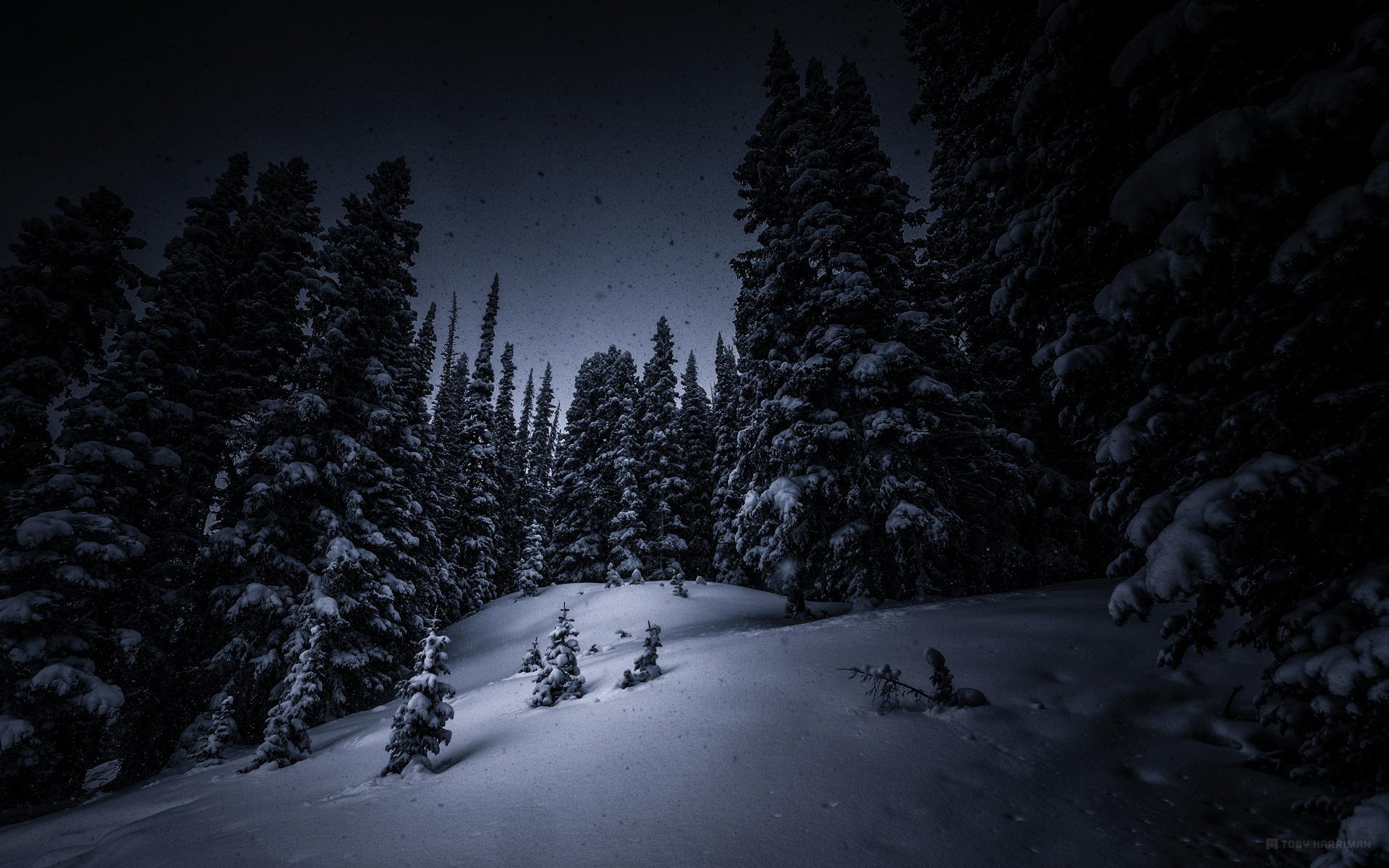 night snow tree forest christmas tree winter