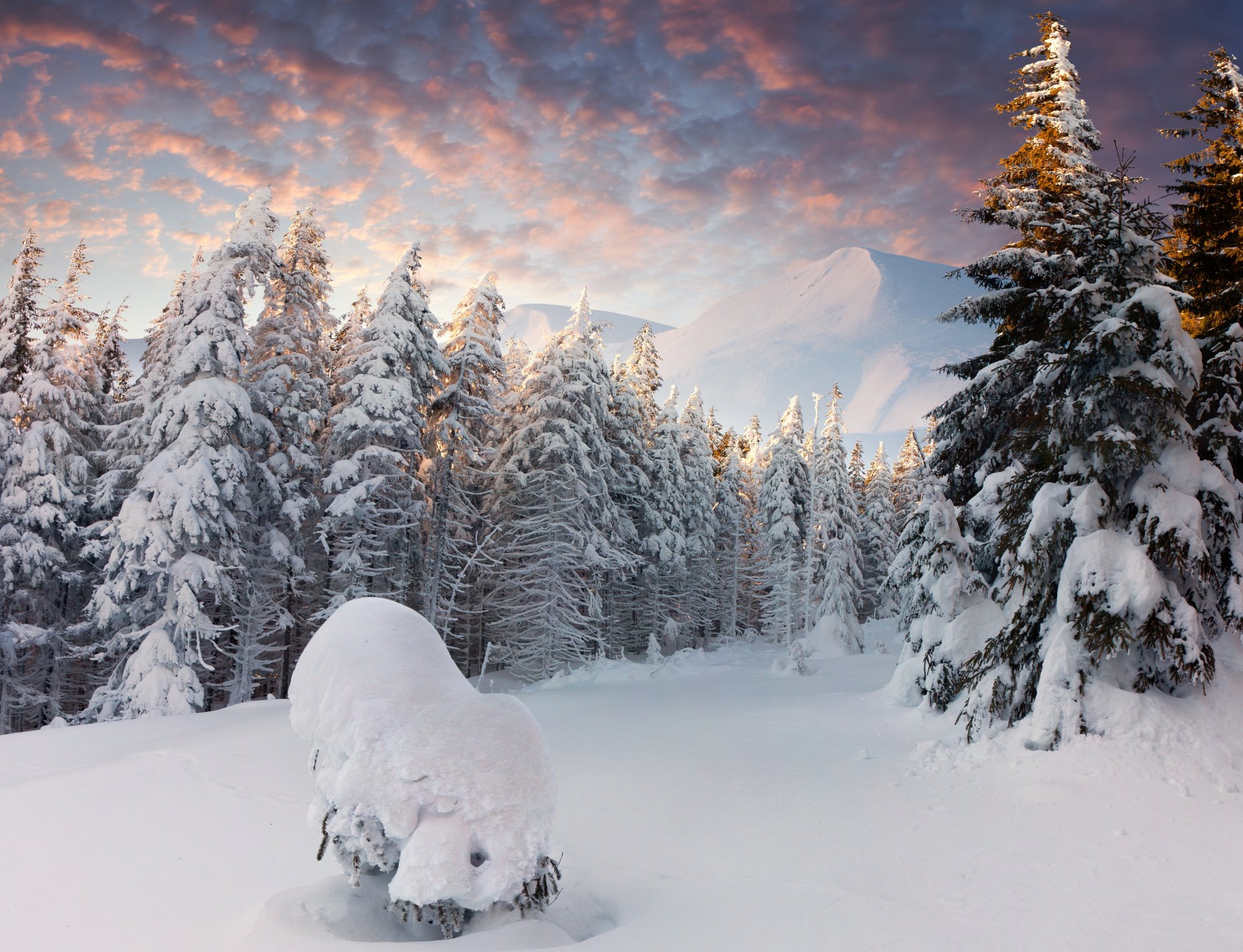 forêt neige hiver montagnes congères nuages