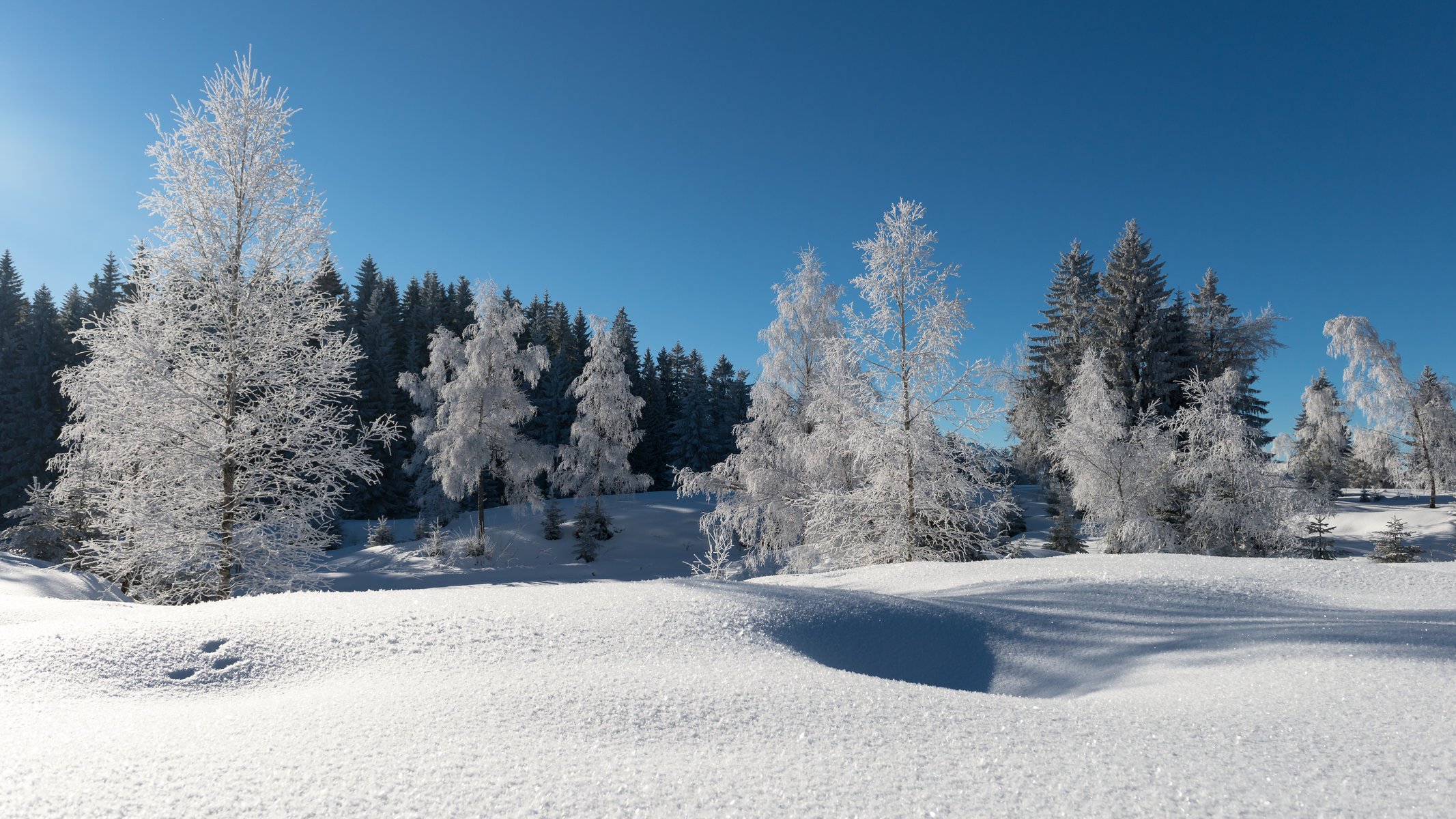 inverno neve foresta alberi gelo cielo blu