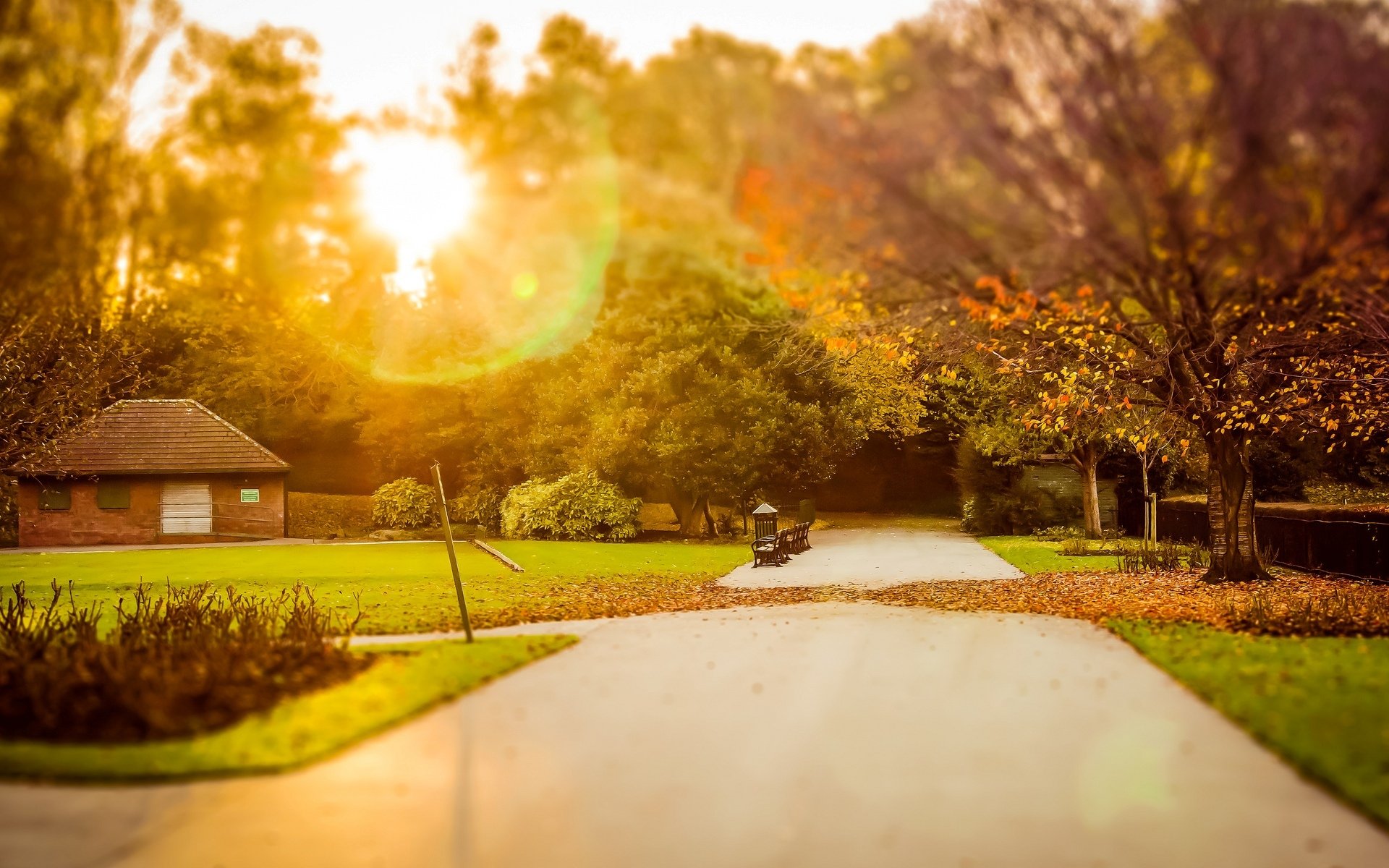 nature grass greenery trees tree leaves leaves autumn path house house foliage sun rays blur background wallpaper widescreen fullscreen widescreen