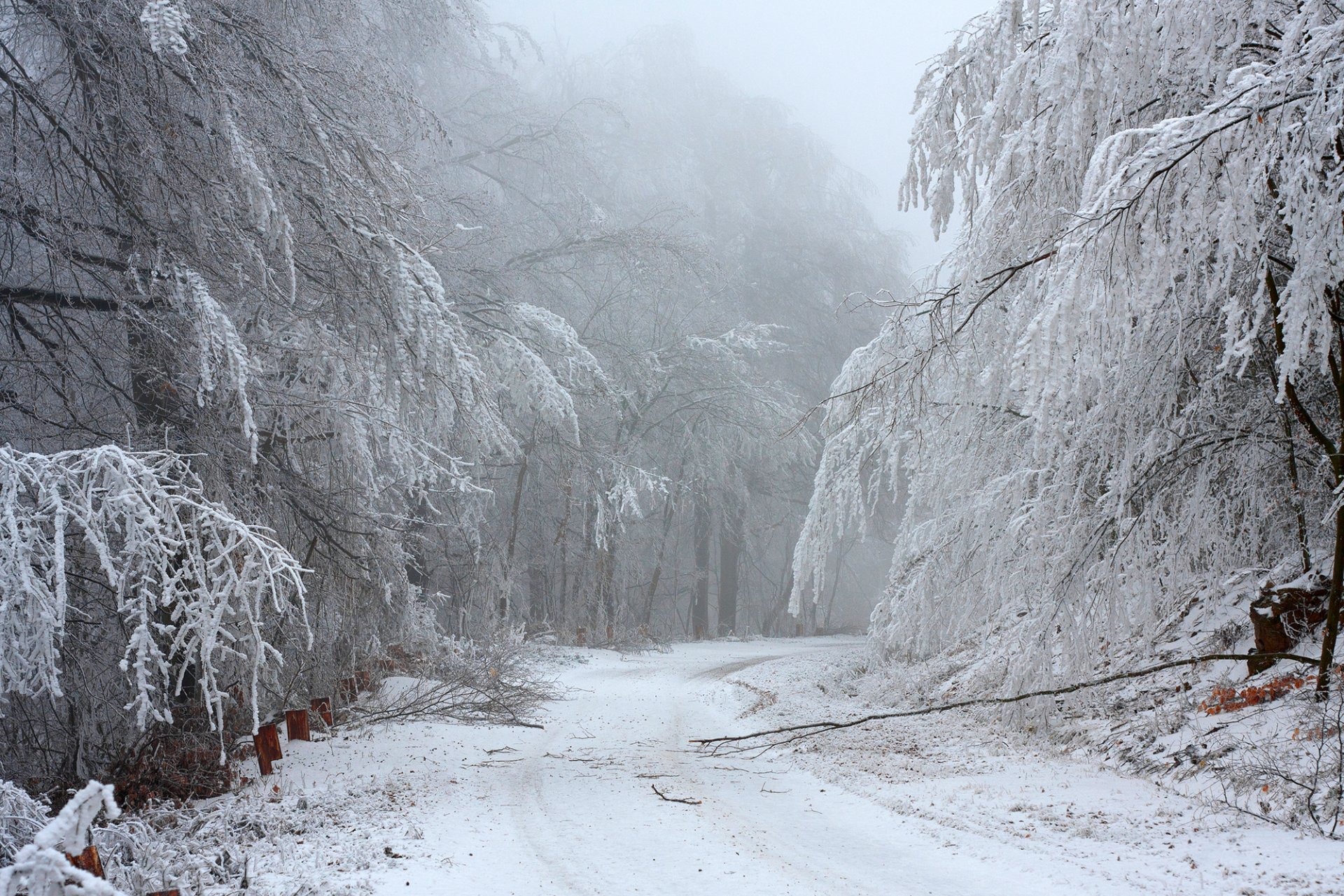 winter snow forest road tree branches nature