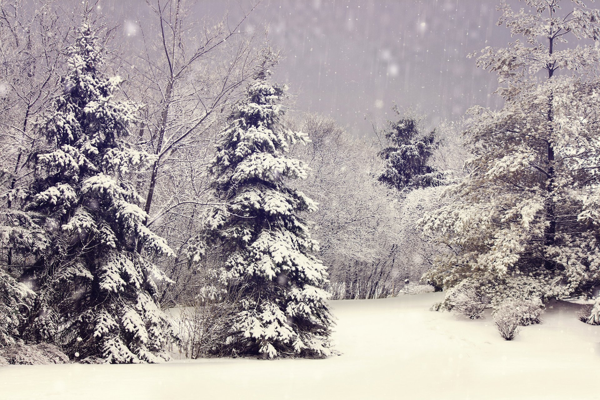 winter natur schnee bäume zweige weihnachtsbäume