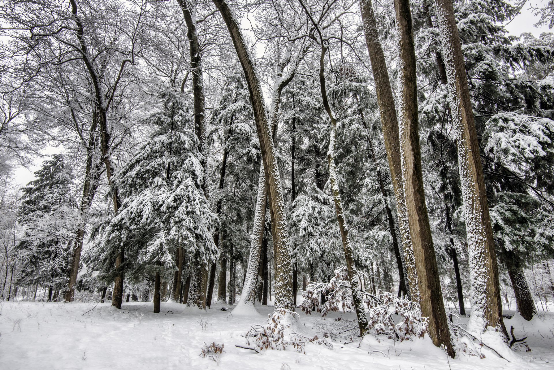 bosque invierno árboles árboles de navidad nieve