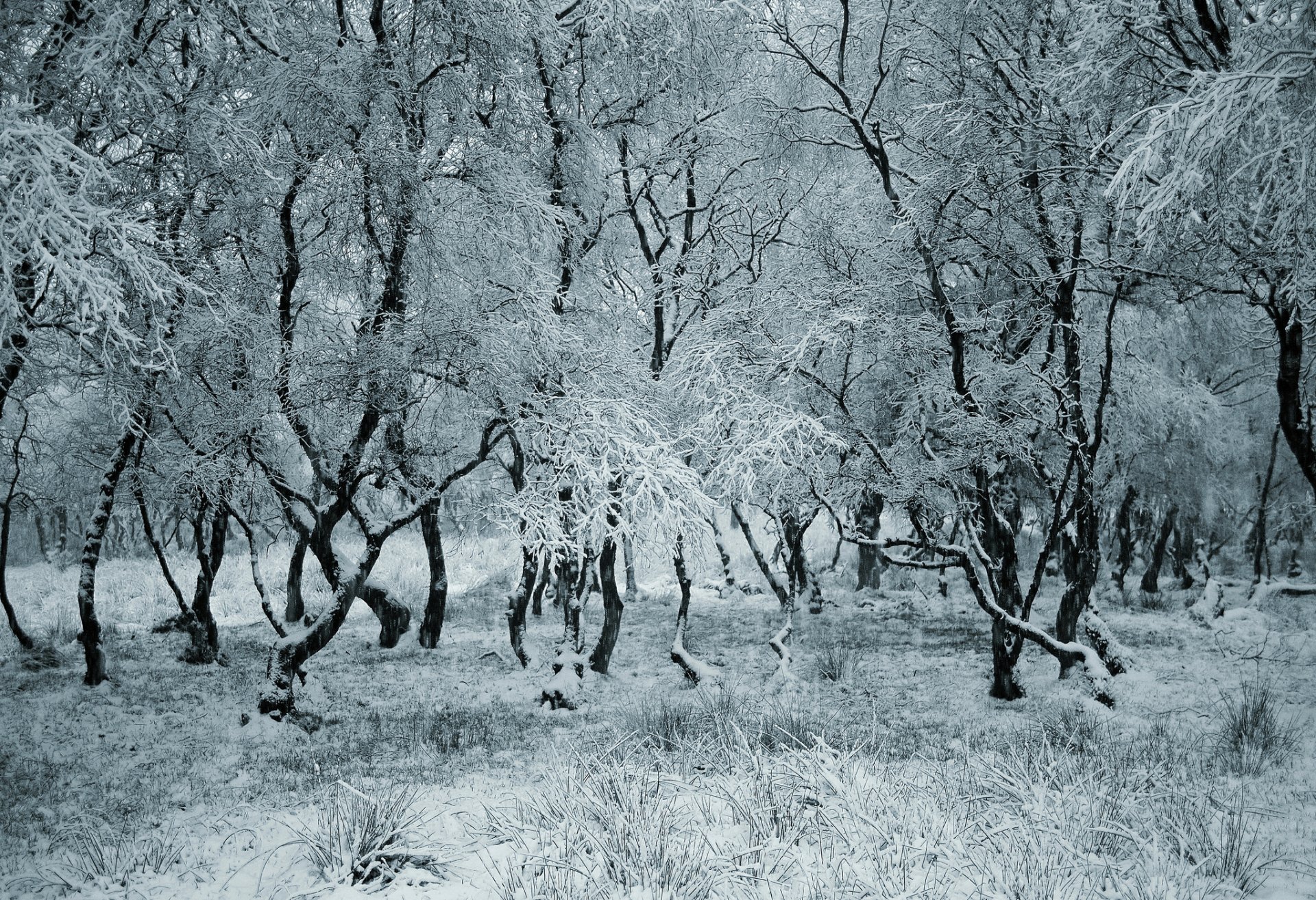 foresta inverno alberi neve