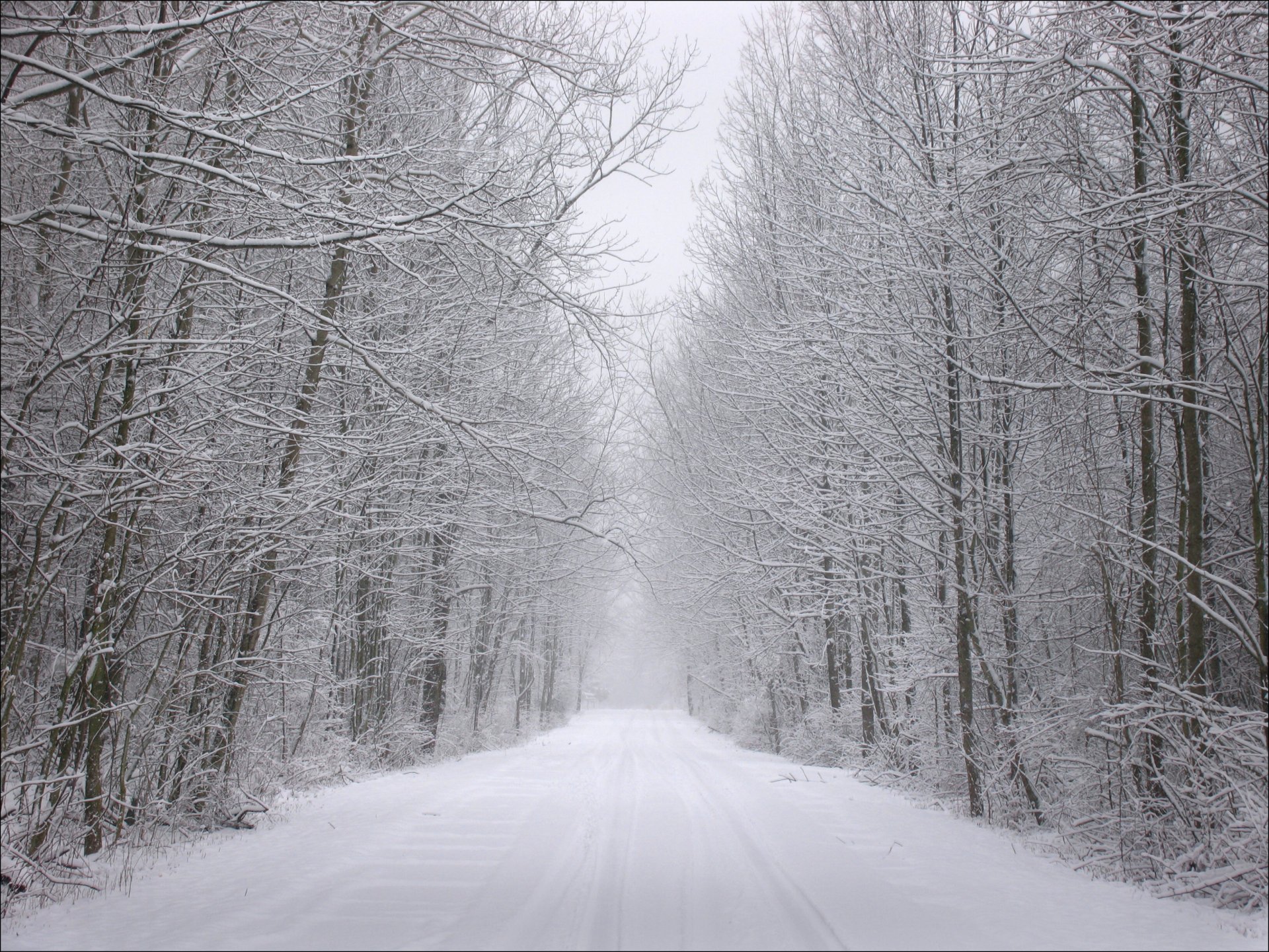 invierno nieve bosque árboles escarcha camino huellas