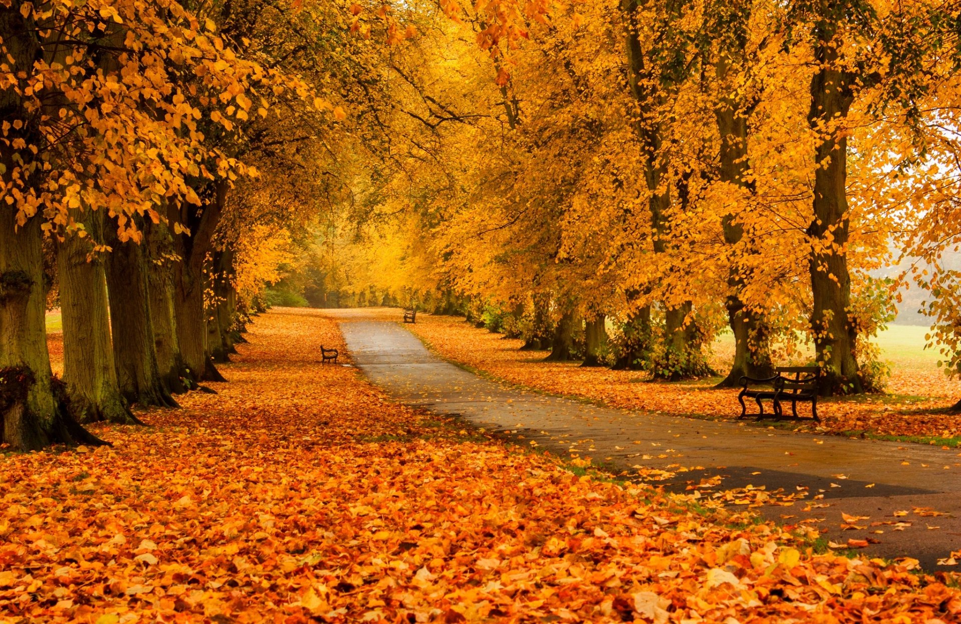 feuilles arbres forêt parc herbe route couleurs automne marche hdr nature banc banc