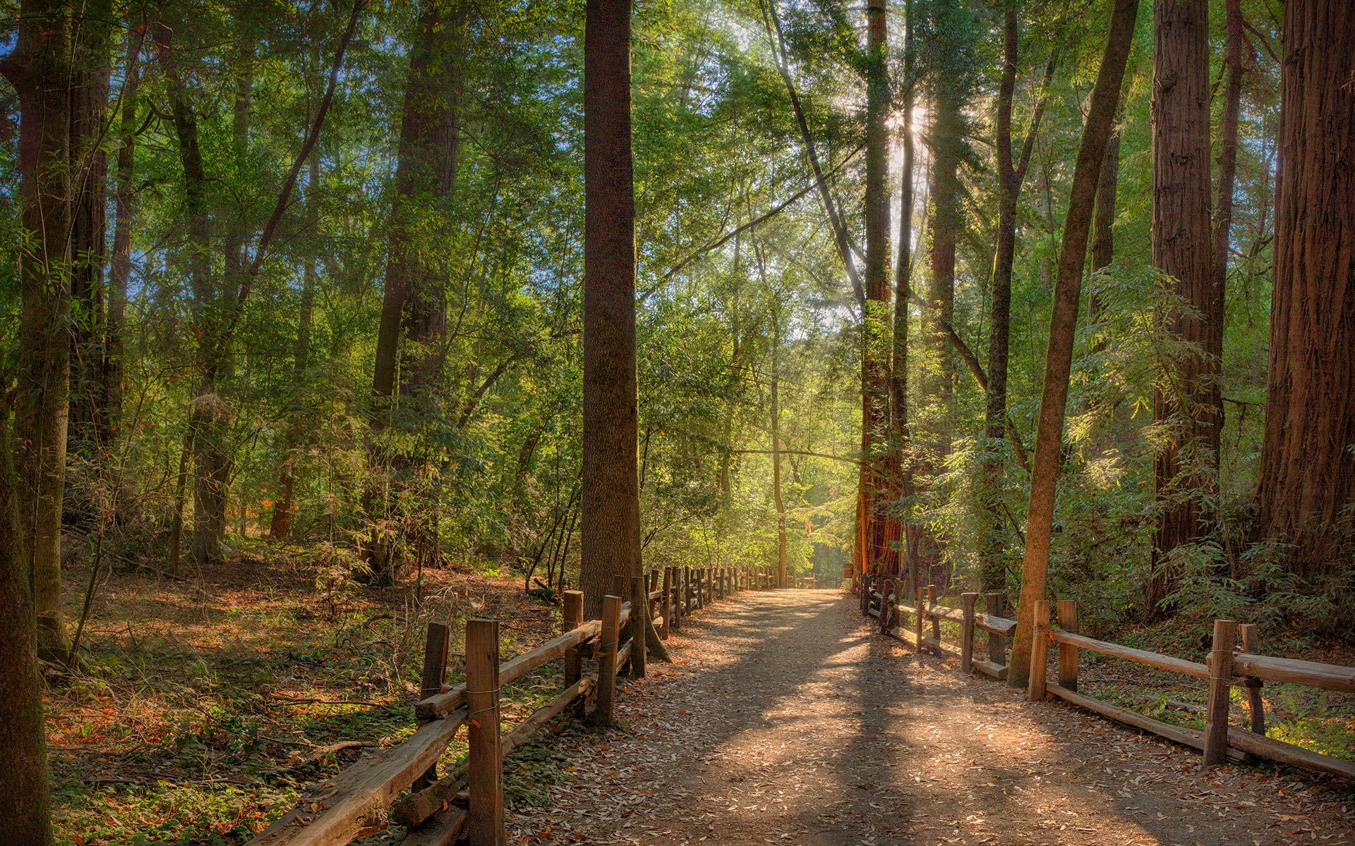 forest road fence sun ray