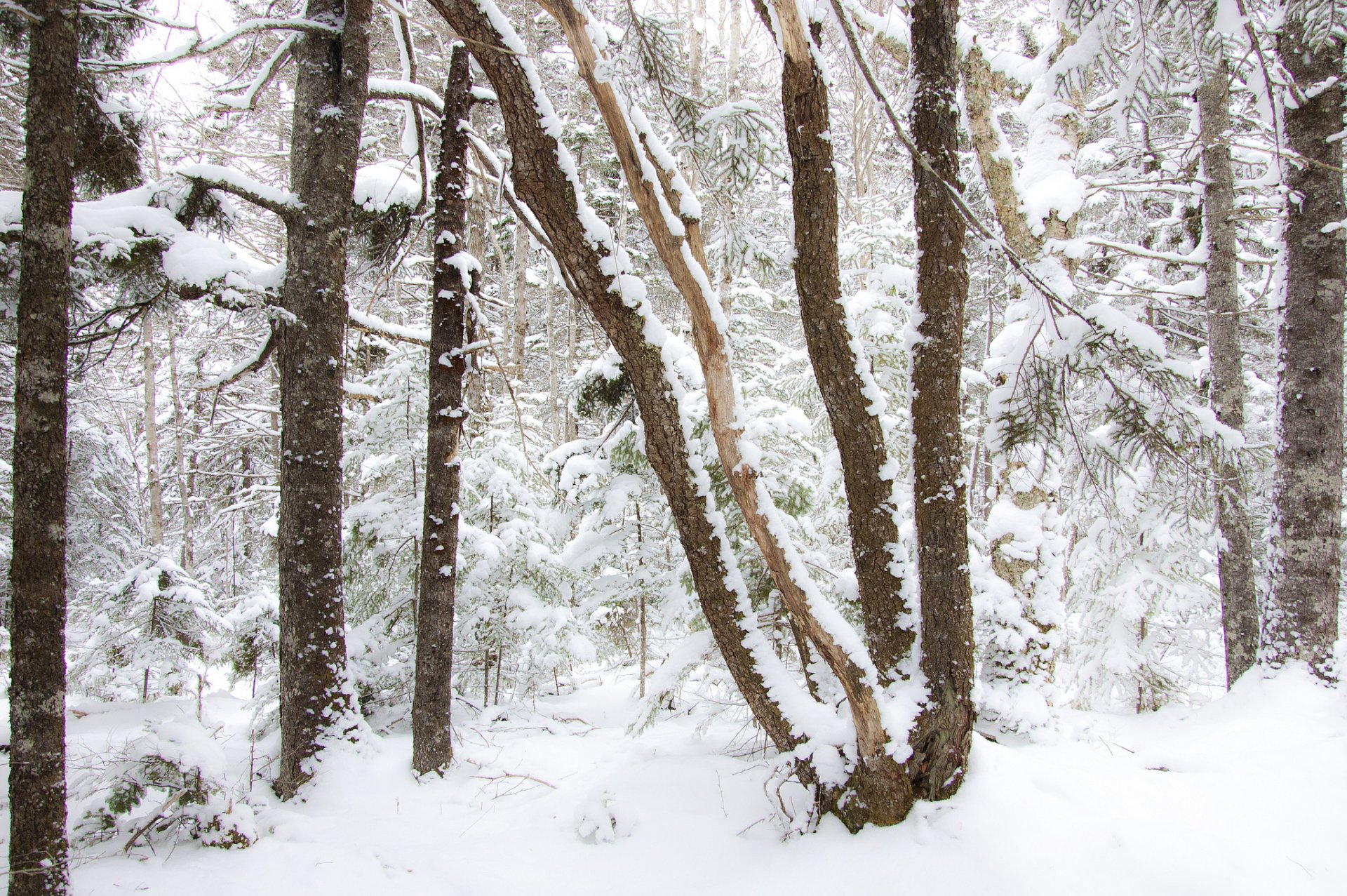 foresta inverno alberi neve