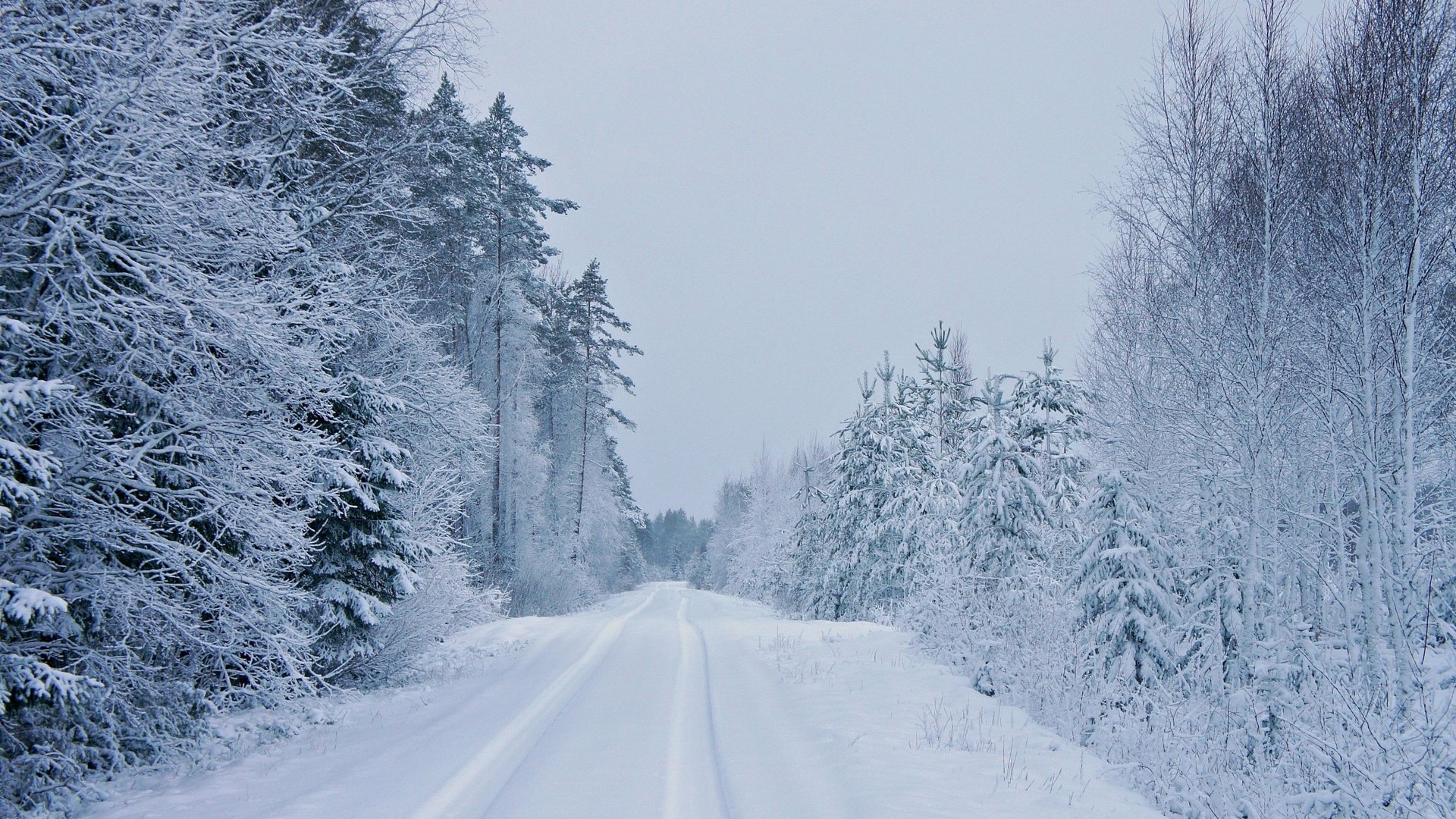 tree winter road