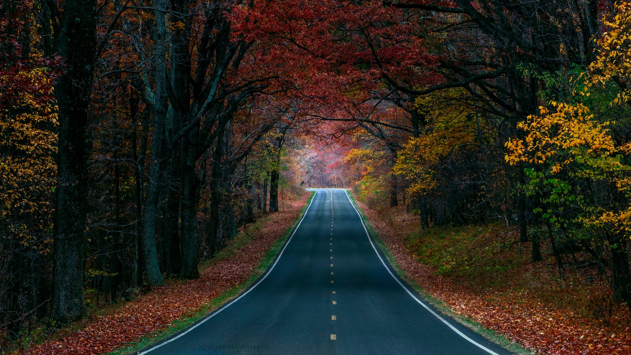 nature automne route forêt arbres peintures