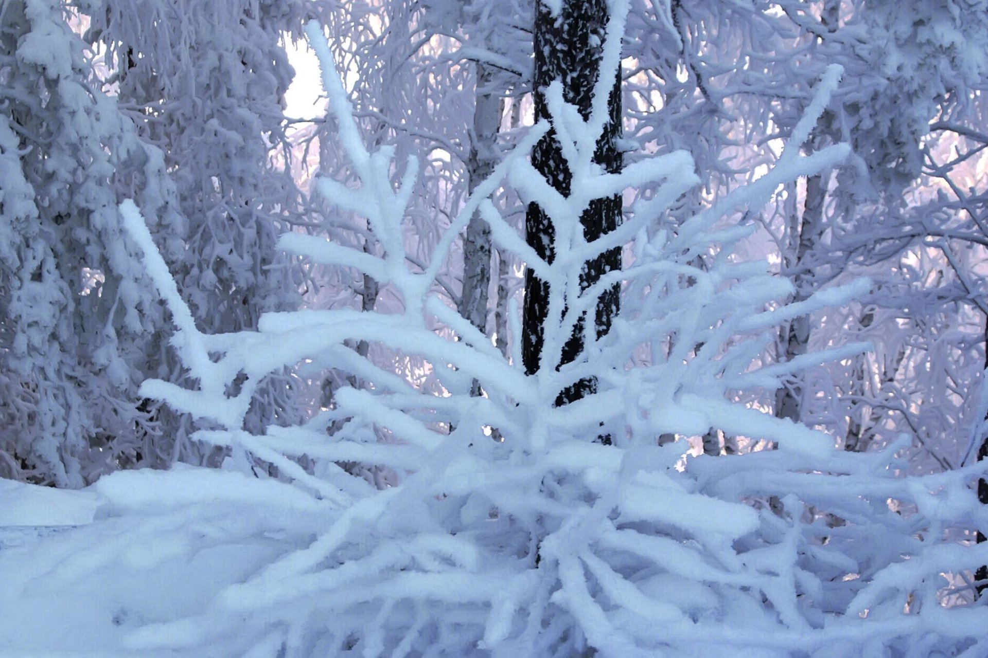 winter frost branches sky white blue