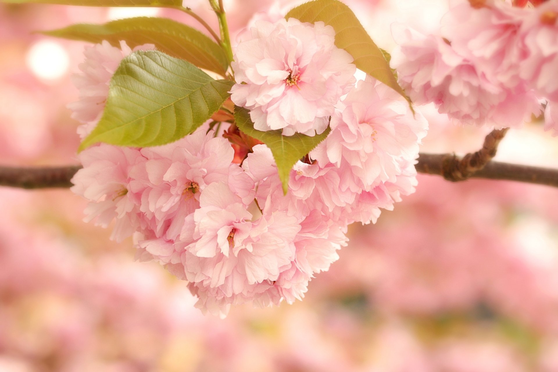 sakura fioritura fiori rosa ramo foglie macro