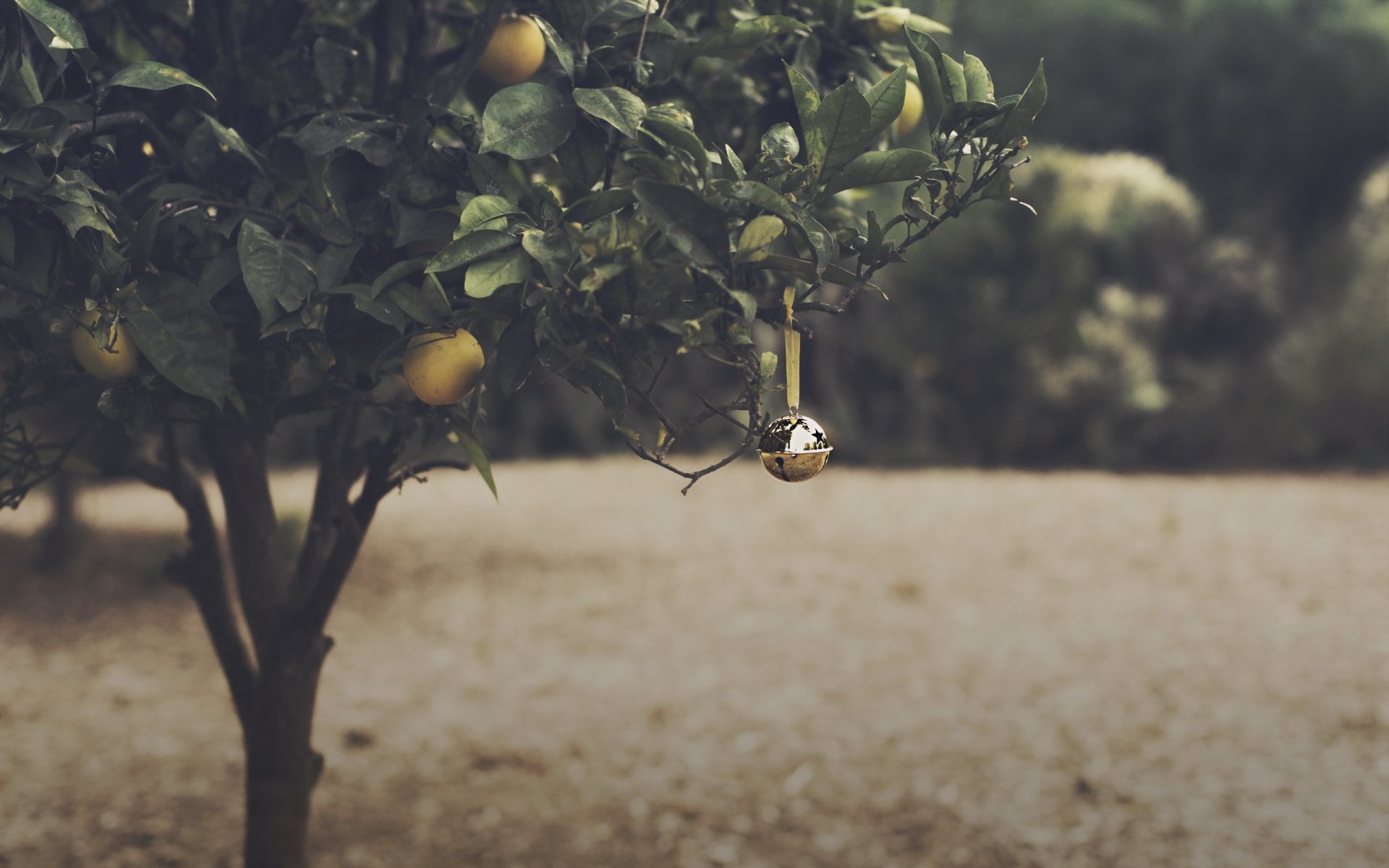 orange grove bell boże narodzenie