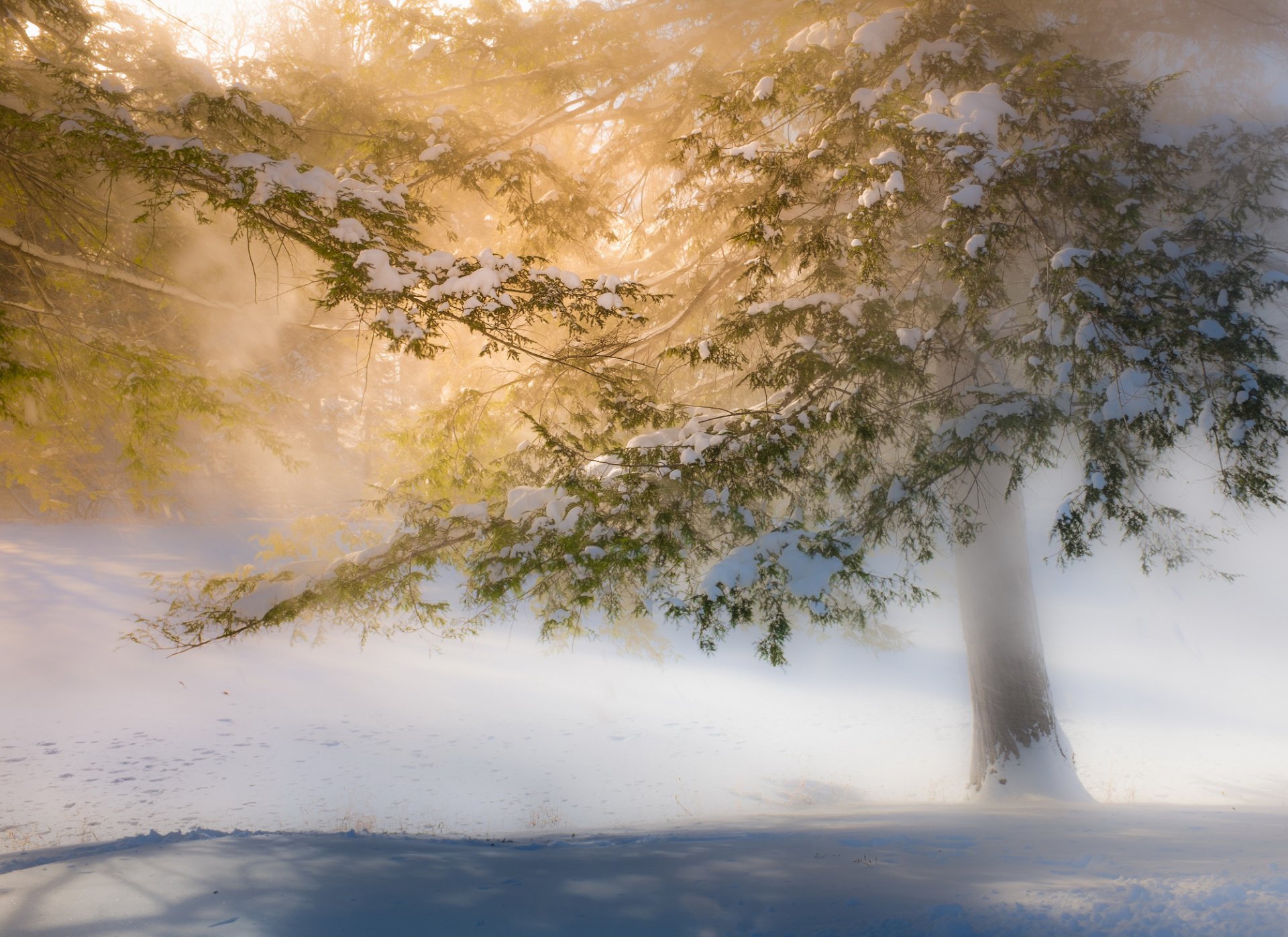 winter bäume schnee licht sonnig