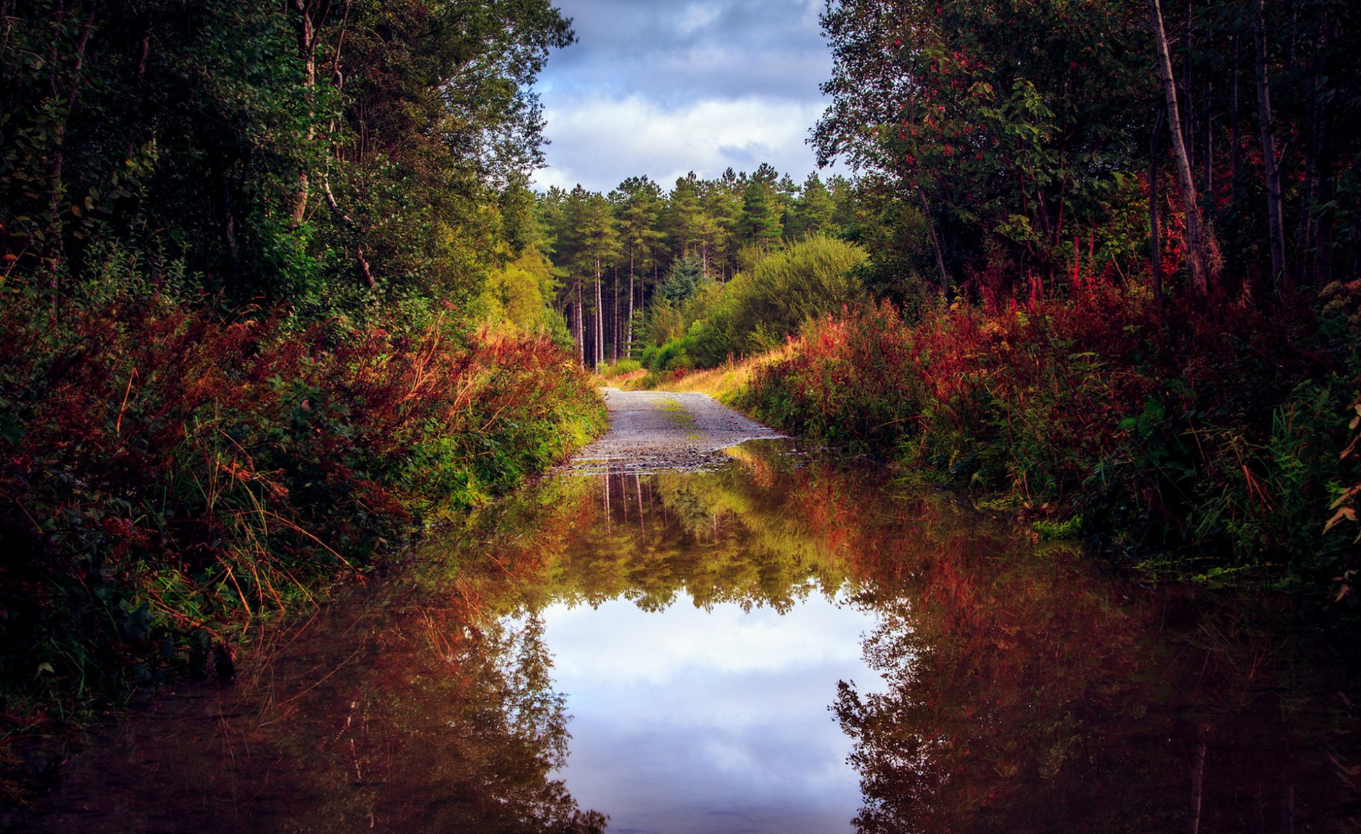 natura autunno strada foresta alberi acqua pozzanghera riflessione