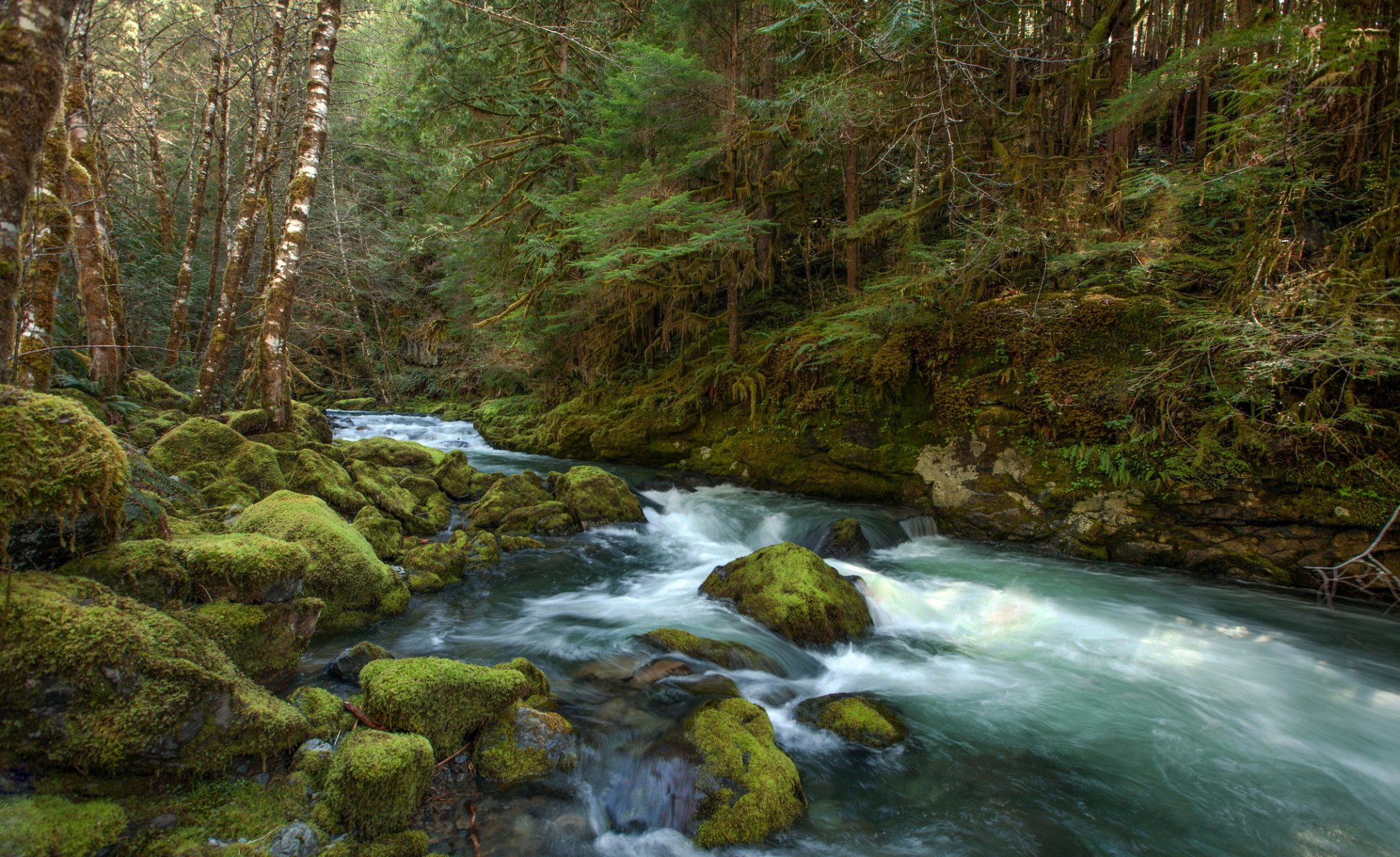 bosque río corriente piedras musgo