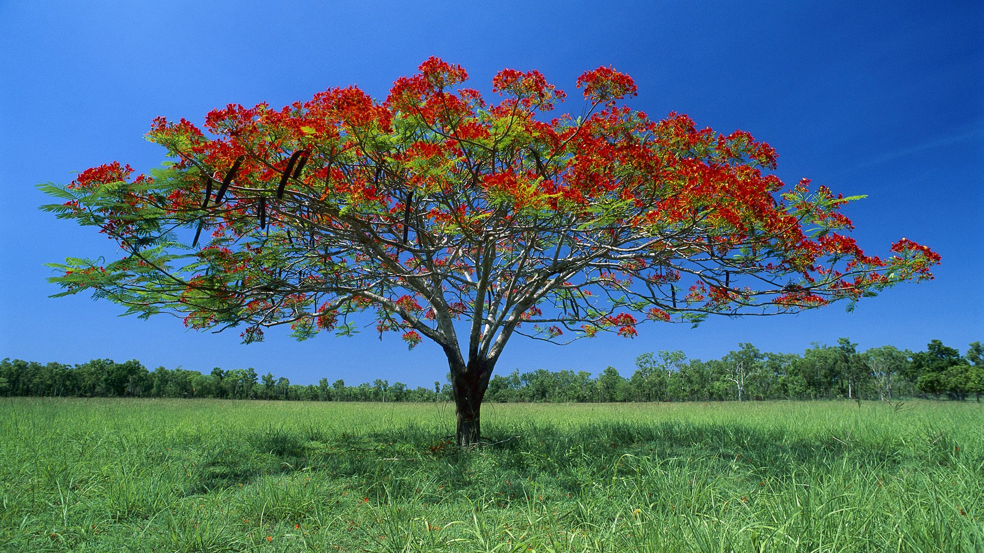 grass the field tree forest edge green horizon sky