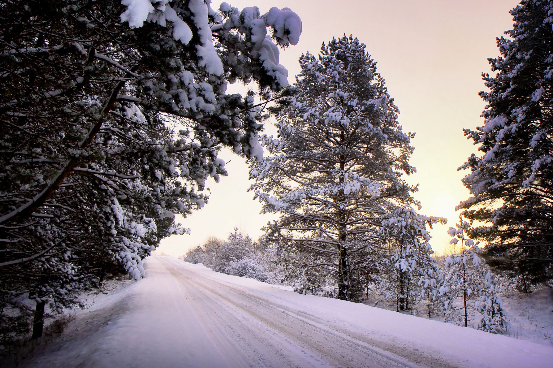 hiver neige arbres route