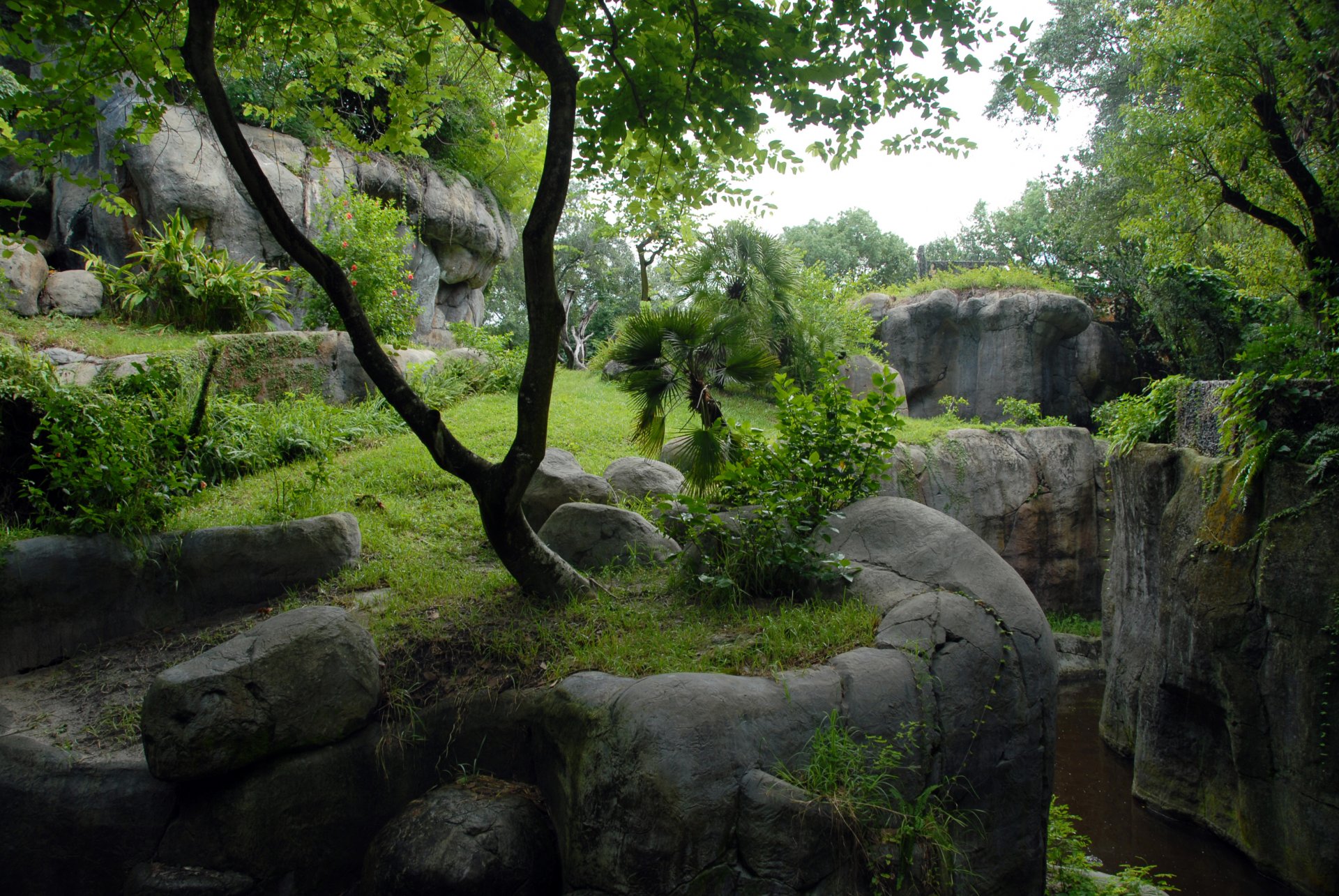 felsen wasser bäume wald gras