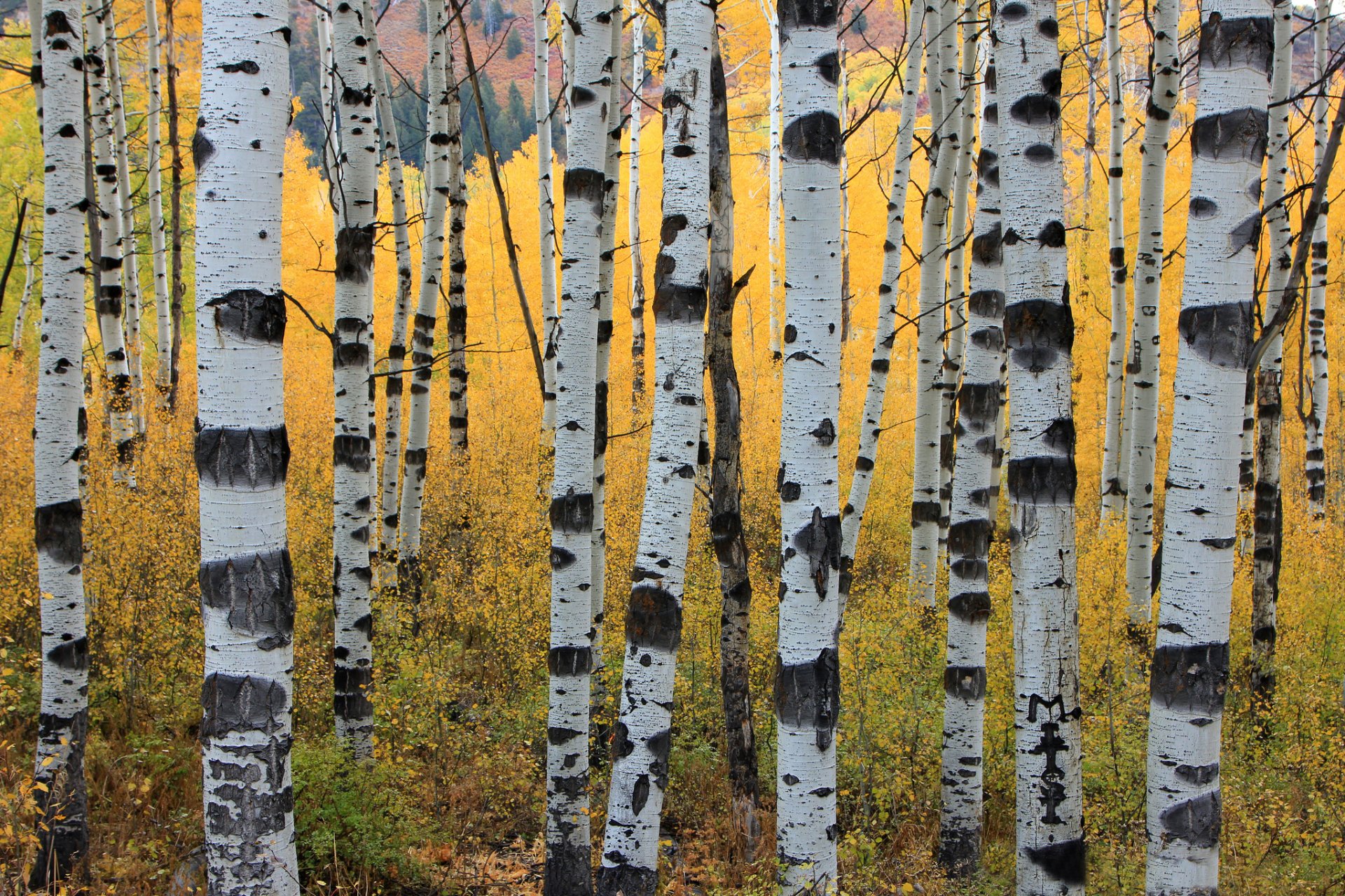 arbres automne trembles troncs