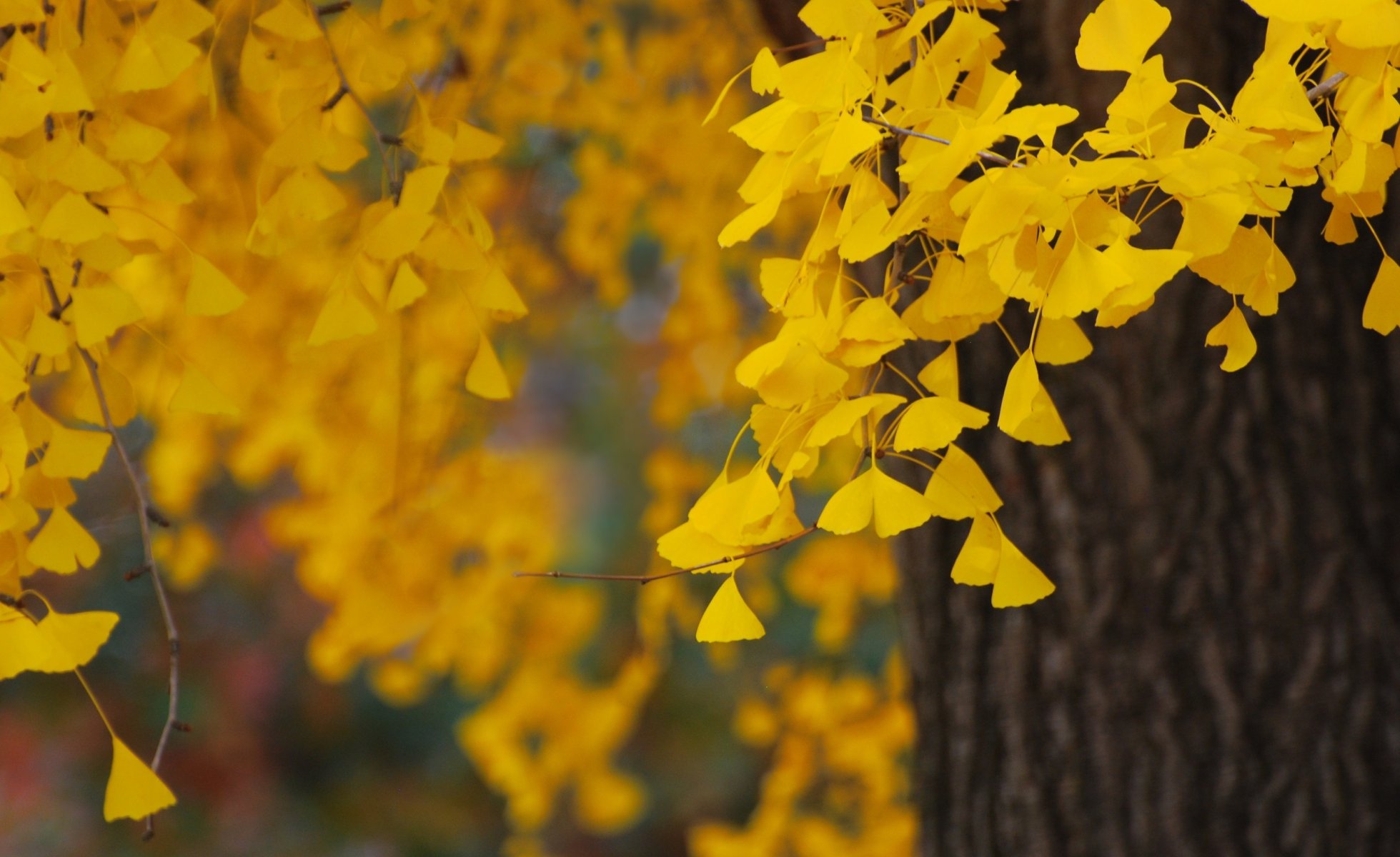 gelb blätter laub natur baum herbst