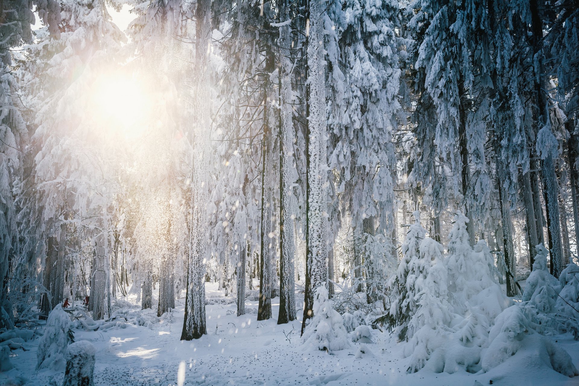 inverno neve foresta alberi brina sole luce assia germania