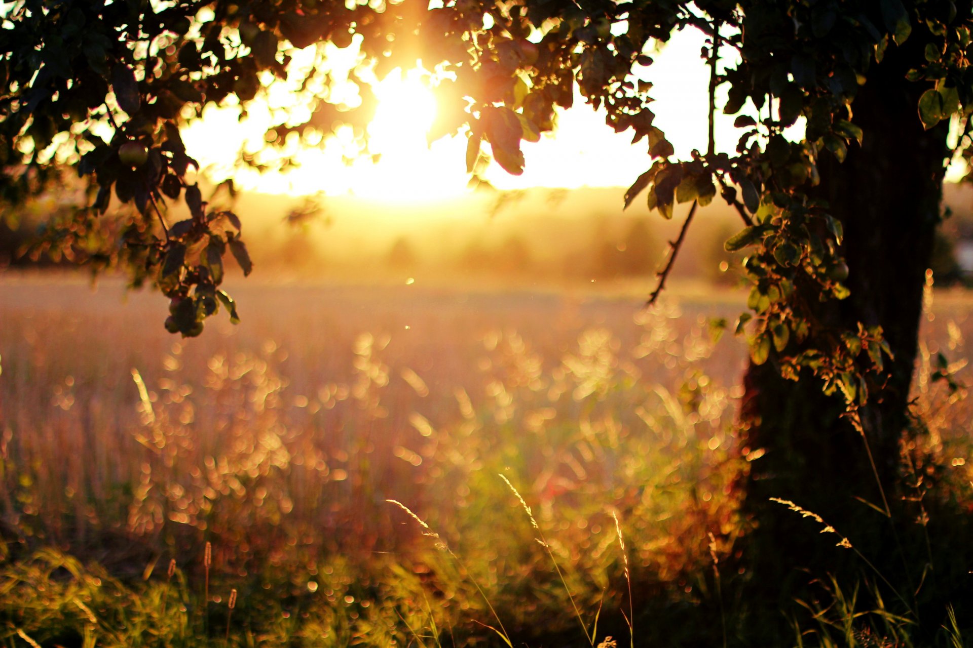 bäume blätter sonne licht sonnenuntergang abend gras feld natur