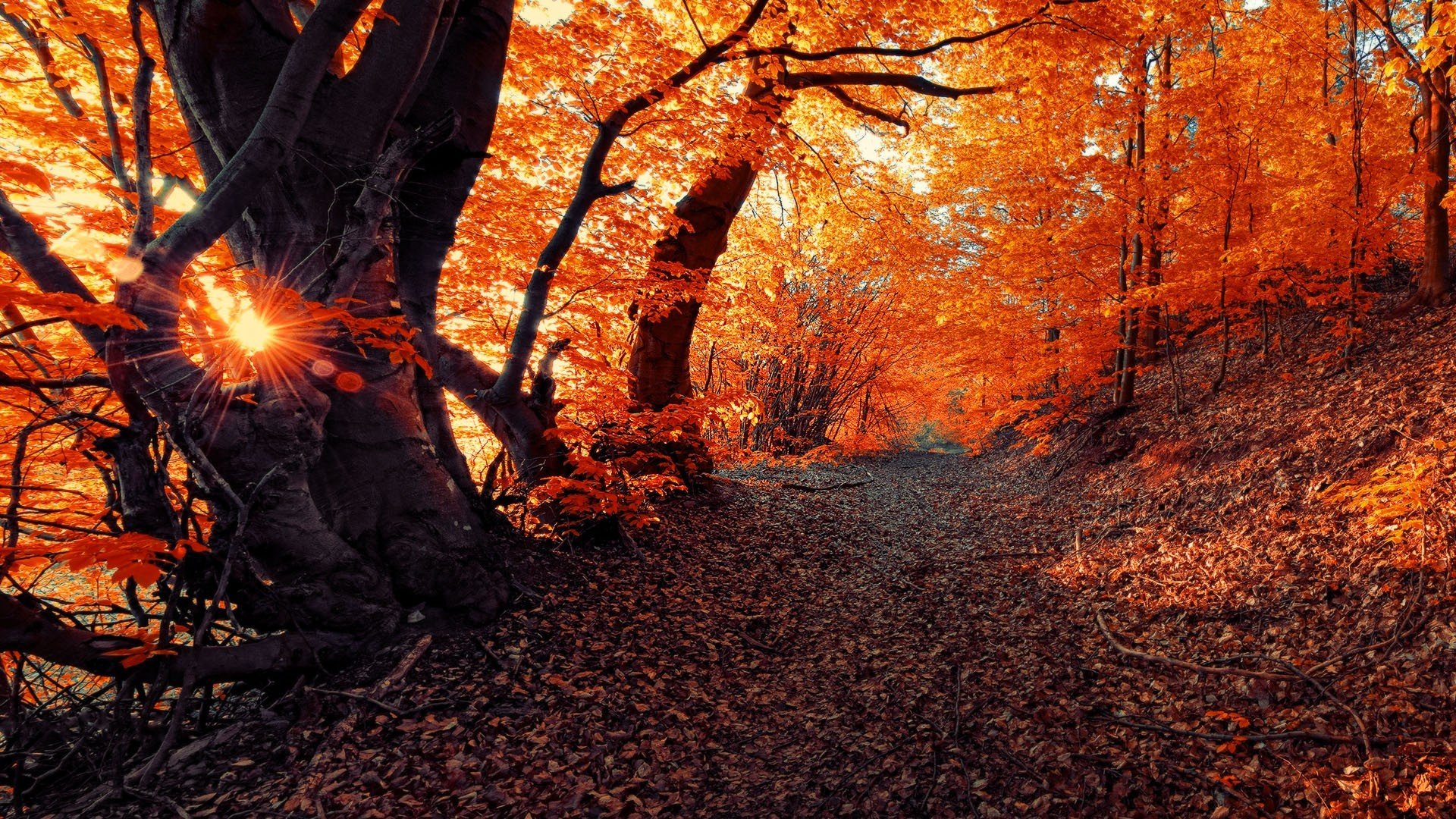 nature autumn road sun