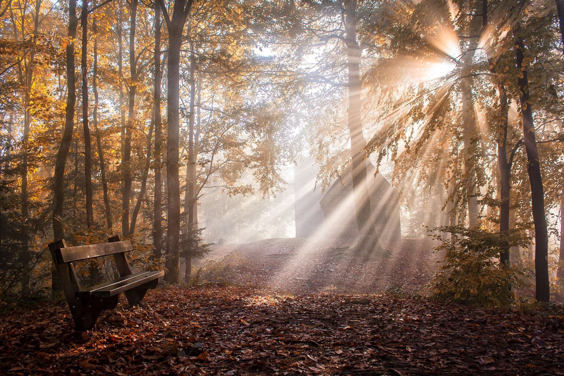 nature autumn shop light sun