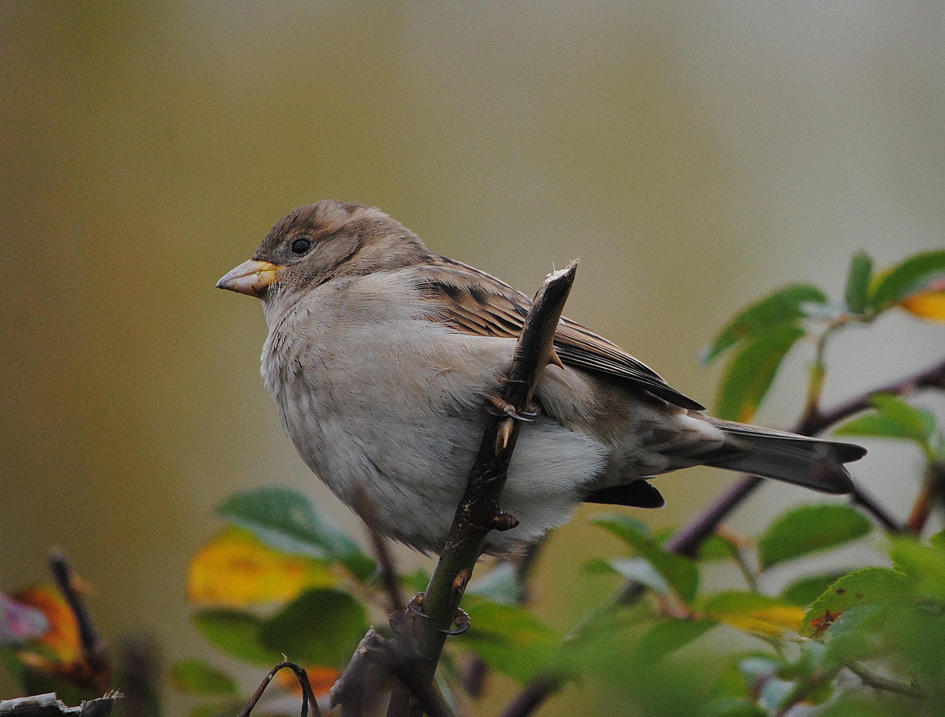 naturaleza pájaro gorrión rama follaje