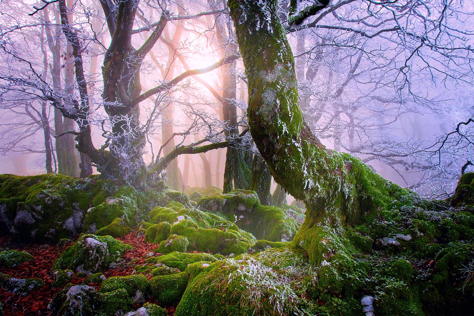 nature forêt brume brouillard pierres mousse arbres branches givre feuillage