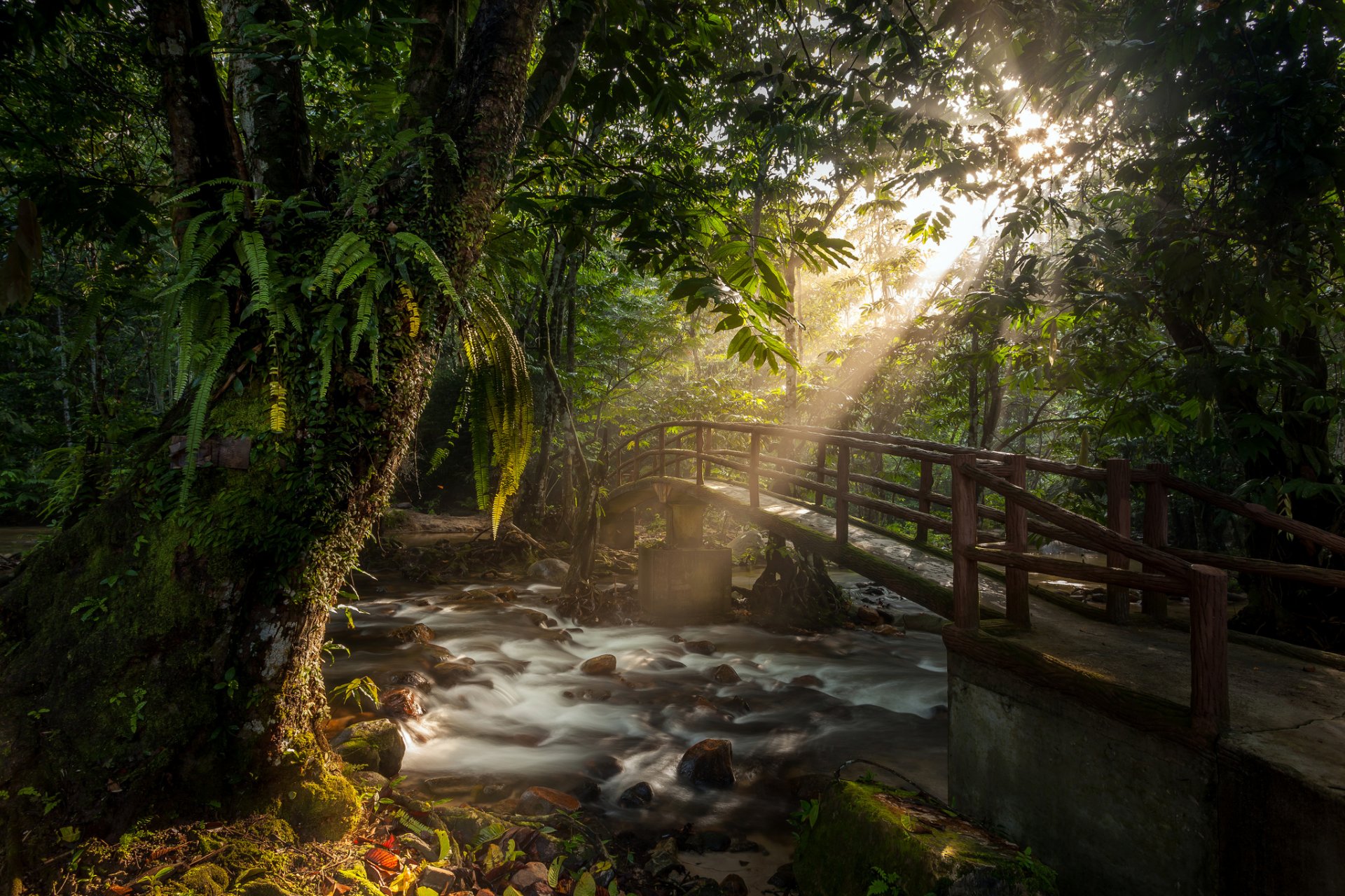 wald fluss strom brücke strahlen sonne