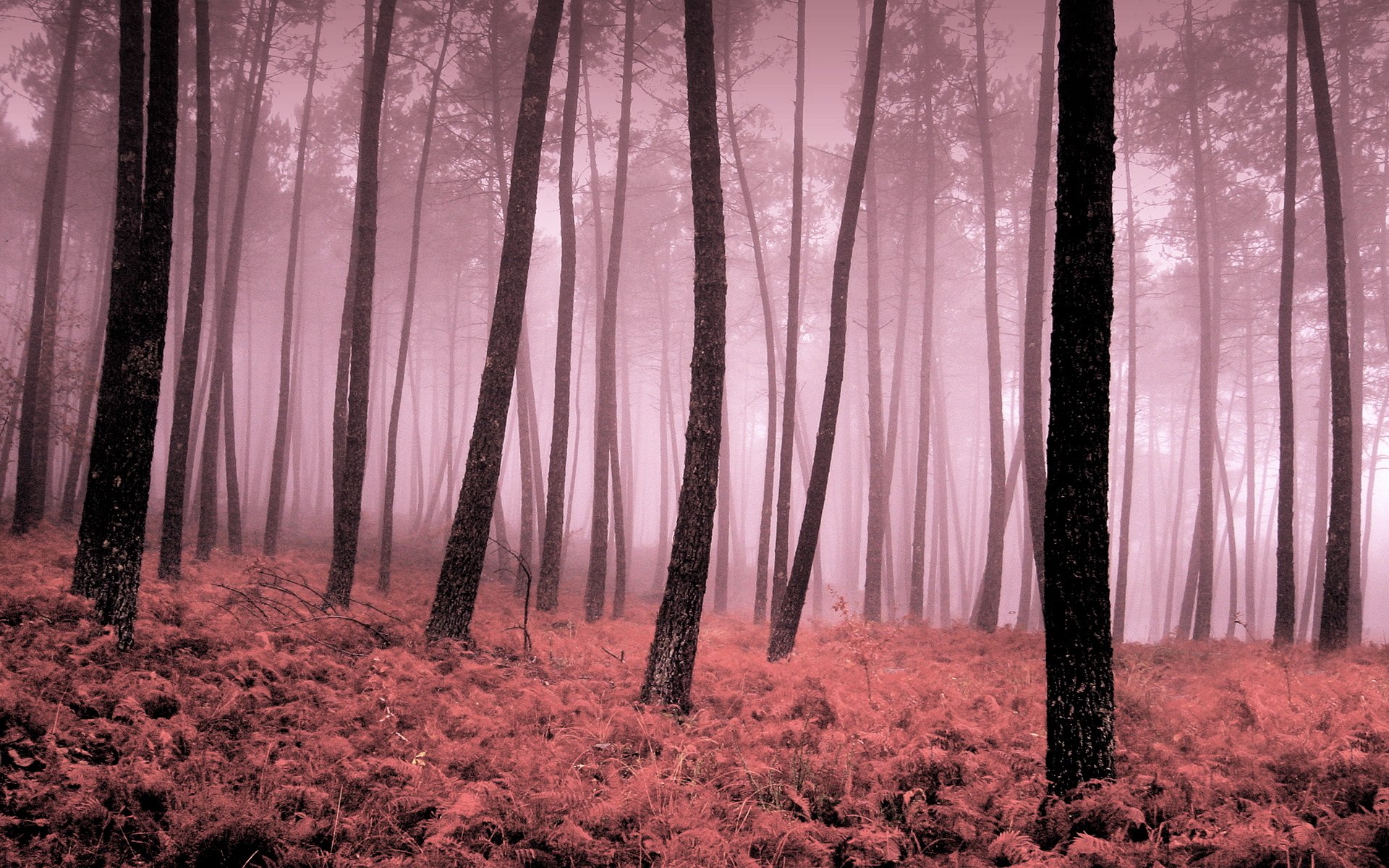 autunno nebbia alberi foglie