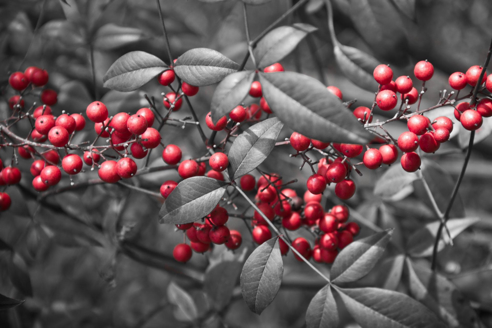 branche feuilles baies rouge