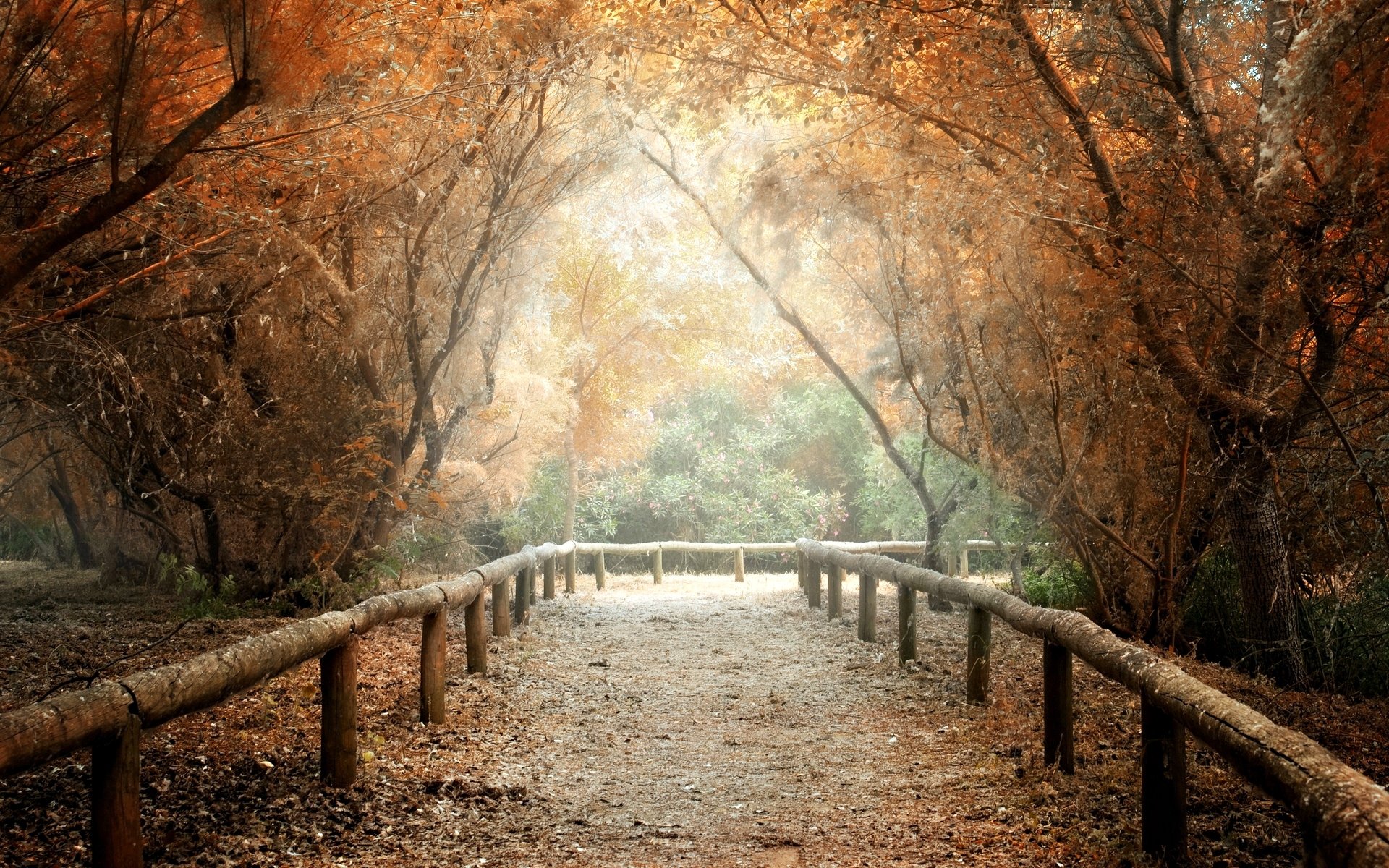 natura alberi albero foglie sentiero sfondo carta da parati widescreen schermo intero widescreen widescreen