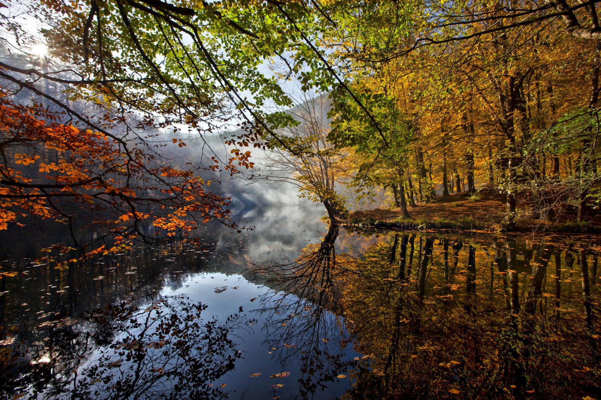 otoño río hojas árboles