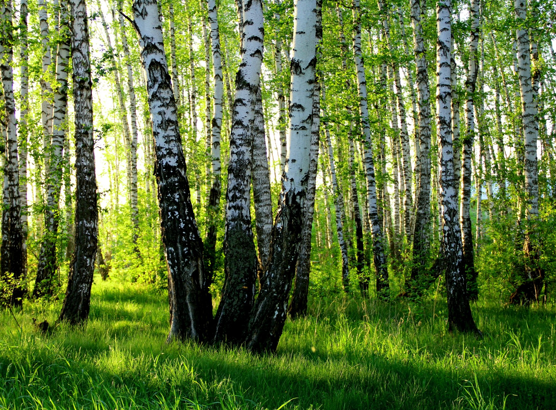 birch grove summer