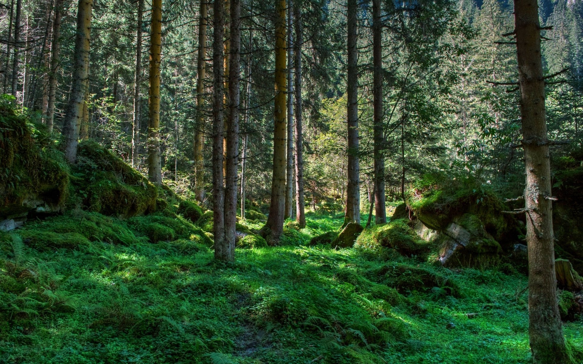 bosque árboles vegetación musgo piedras