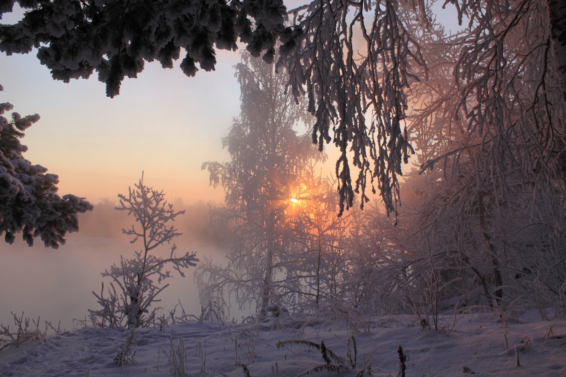 winter morning forest snow sun ray