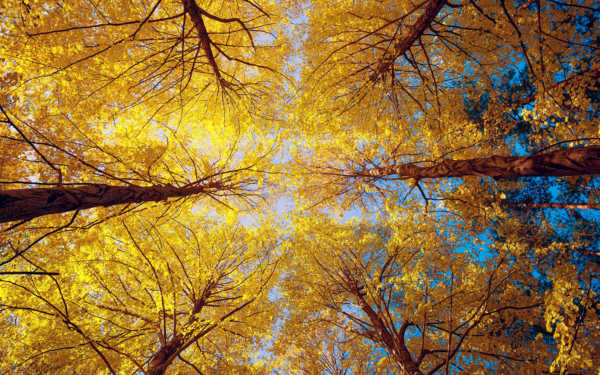 arbres nature automne vue de dessous forêt tir