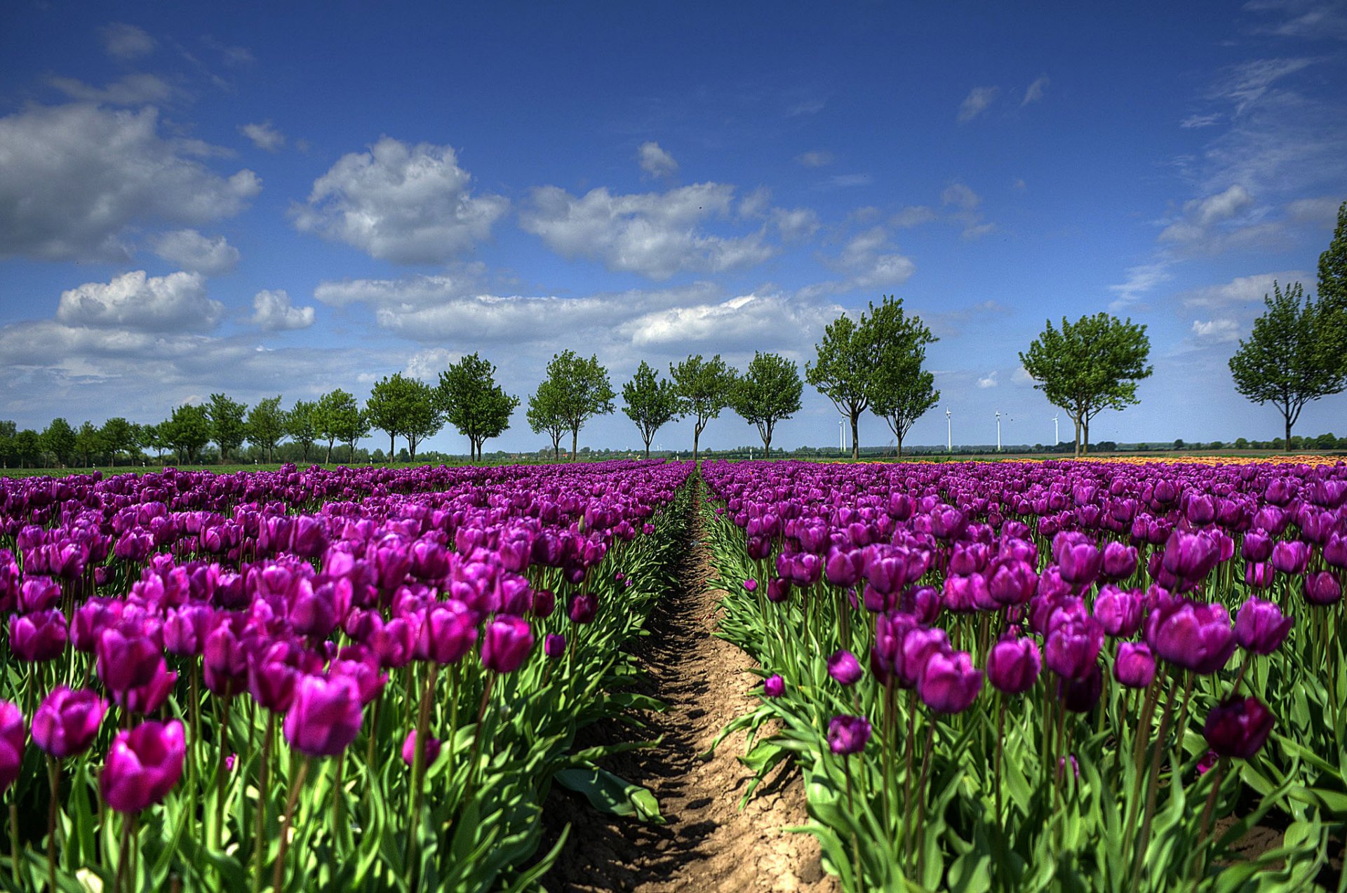 netherlands tree the field tulips spring