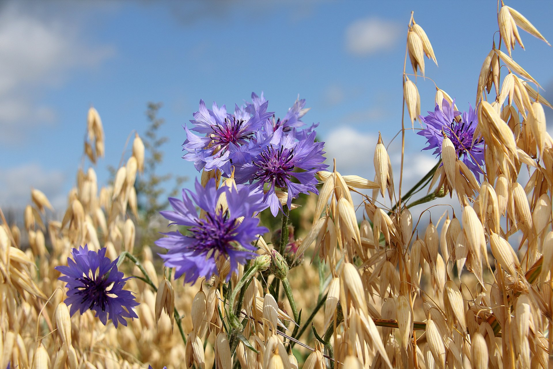 hafer kornblumen sommer himmel feld