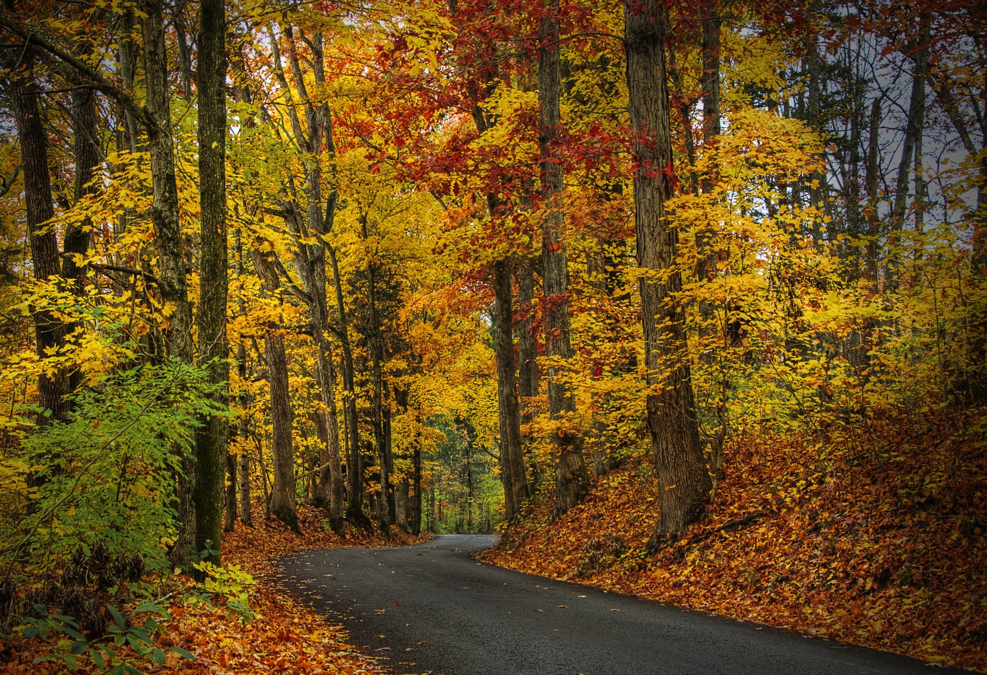 feuilles arbres forêt parc automne marche hdr nature route