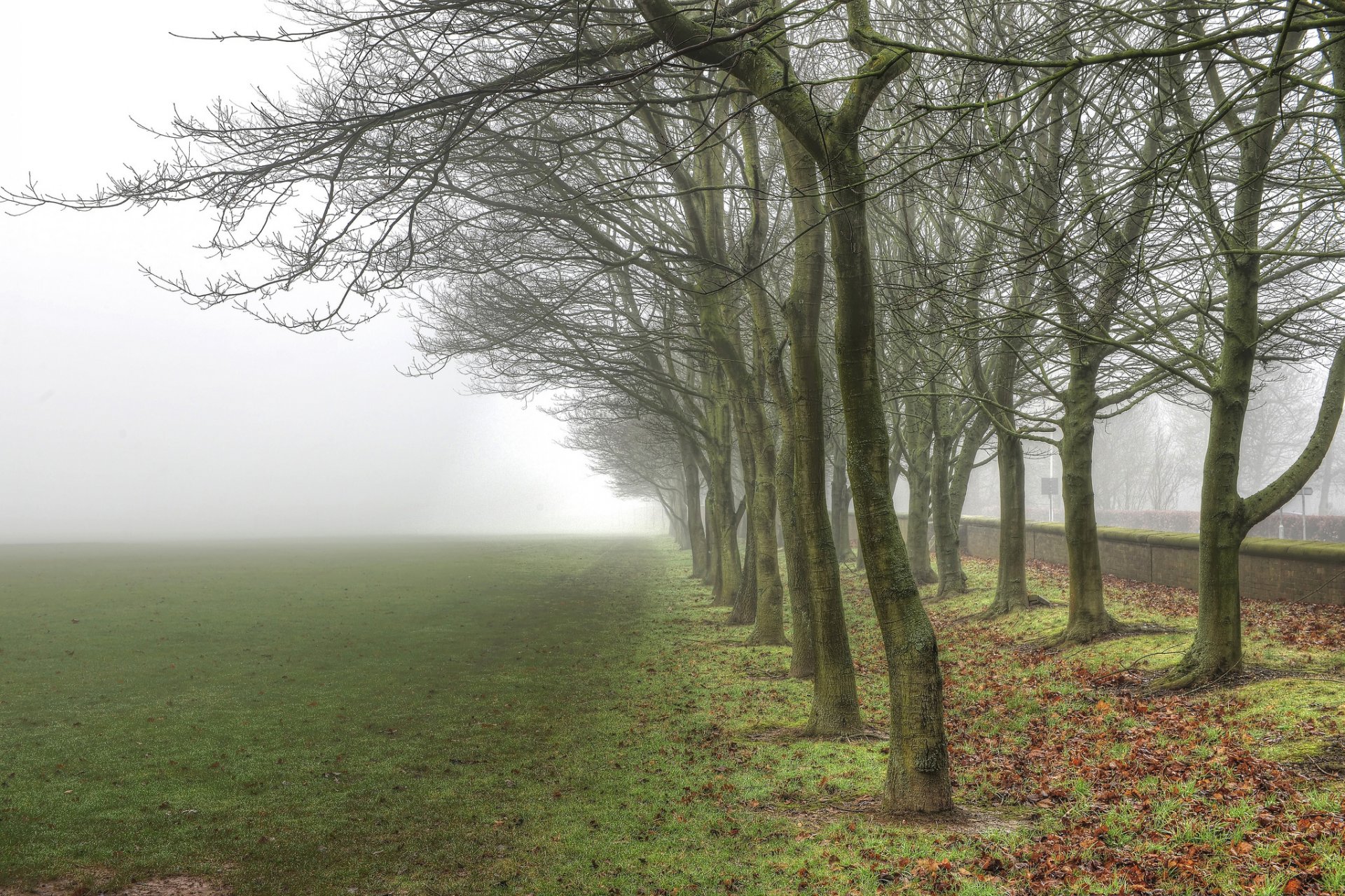 nature paysage arbre arbres tronc écorce branches dans une rangée feuilles verdure herbe brouillard ciel fond fond d écran écran large plein écran écran large écran large