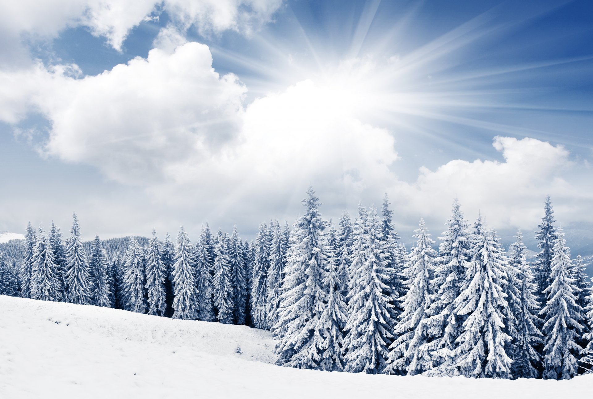 winter spruce tree sun sky clouds snow mountain