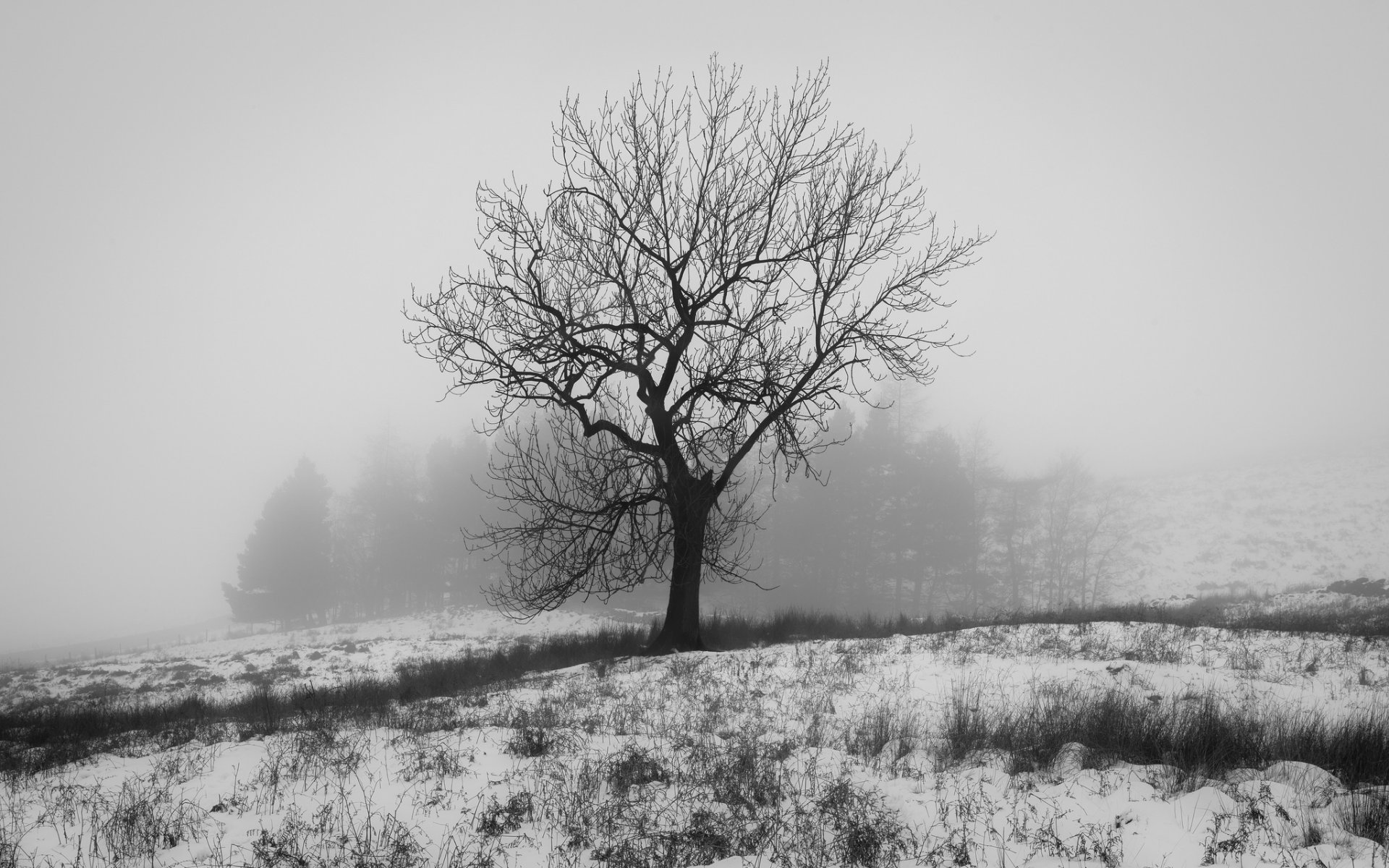 anglia crowden zima natura śnieg drzewo b\w zdjęcie biały duncan foxa