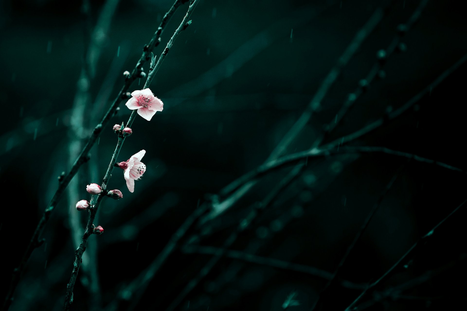 branches flower pink cherry bloom spring rain