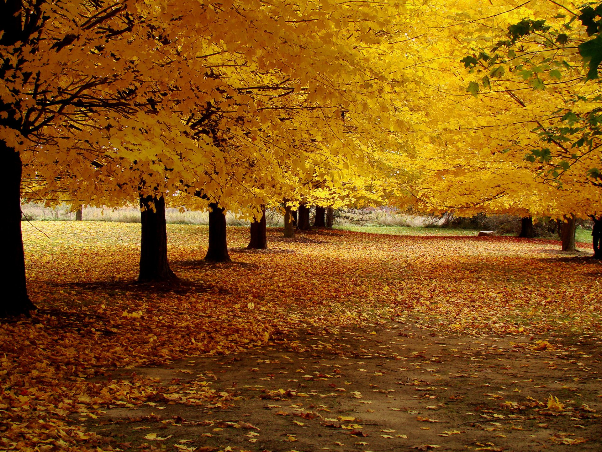 otoño carretera callejón hojas amarillo árboles parque naturaleza paisaje